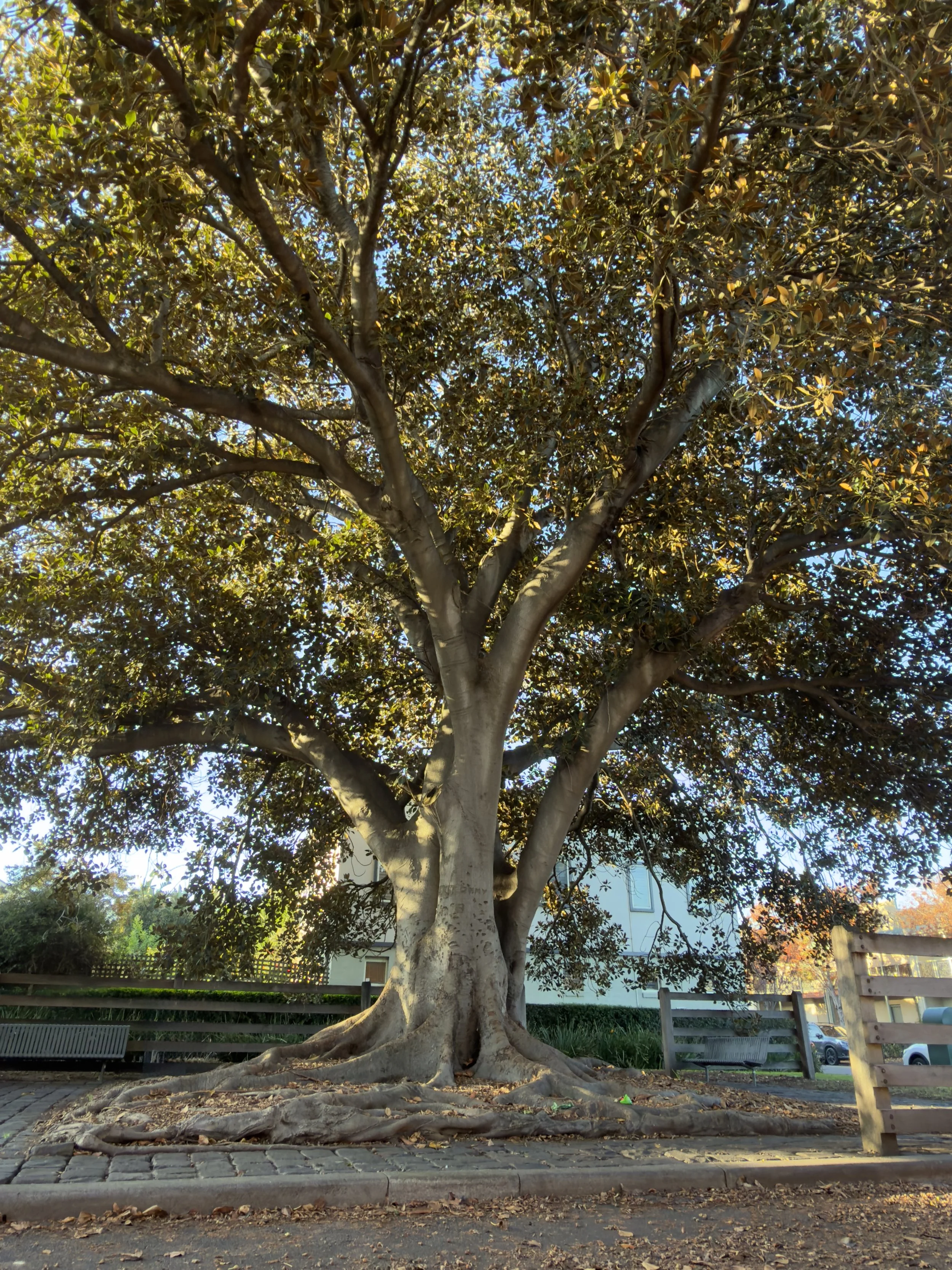 A historic fig tree in Kensington Banks, relocated in the 1990s. Image courtesy Samira Rezai.