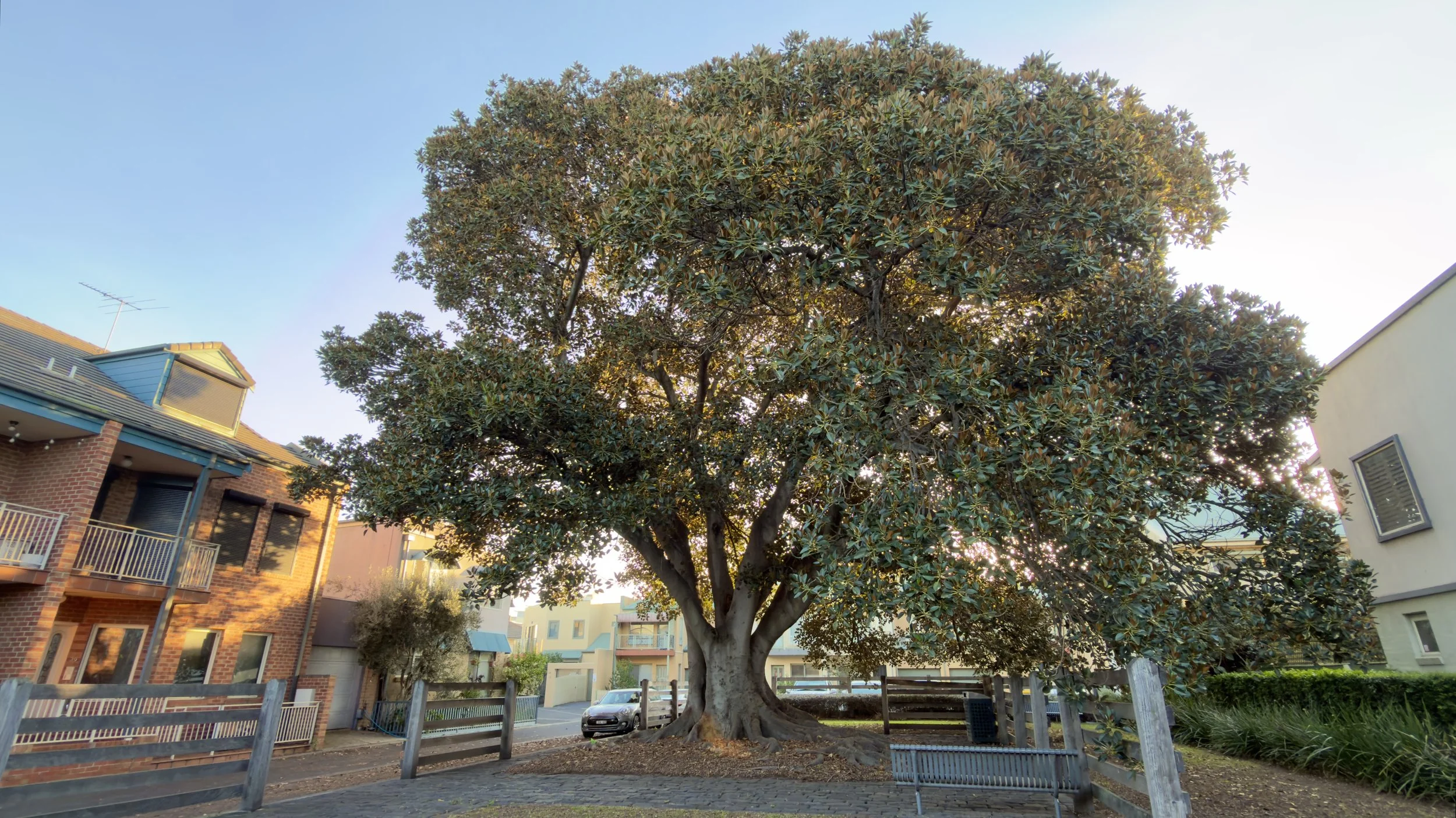 A historic fig tree in Kensington Banks, relocated in the 1990s. Image courtesy Samira Rezai.