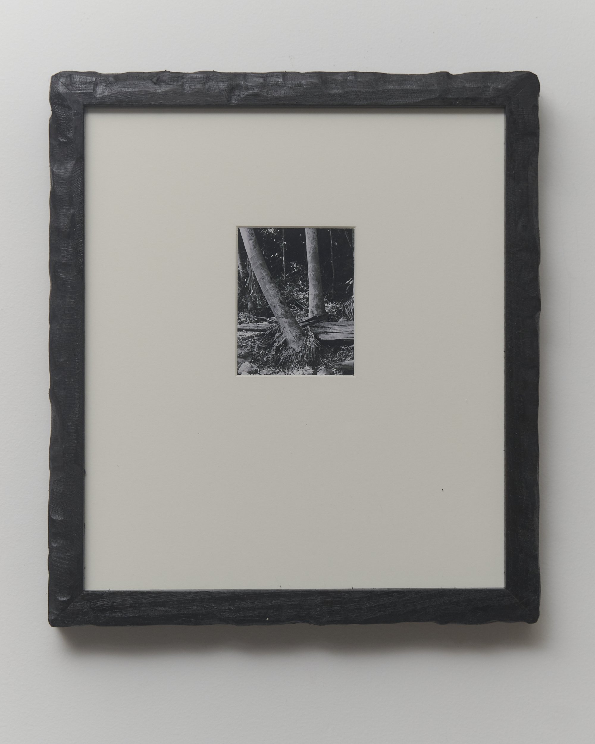 _TREES_LP_0007.jpg