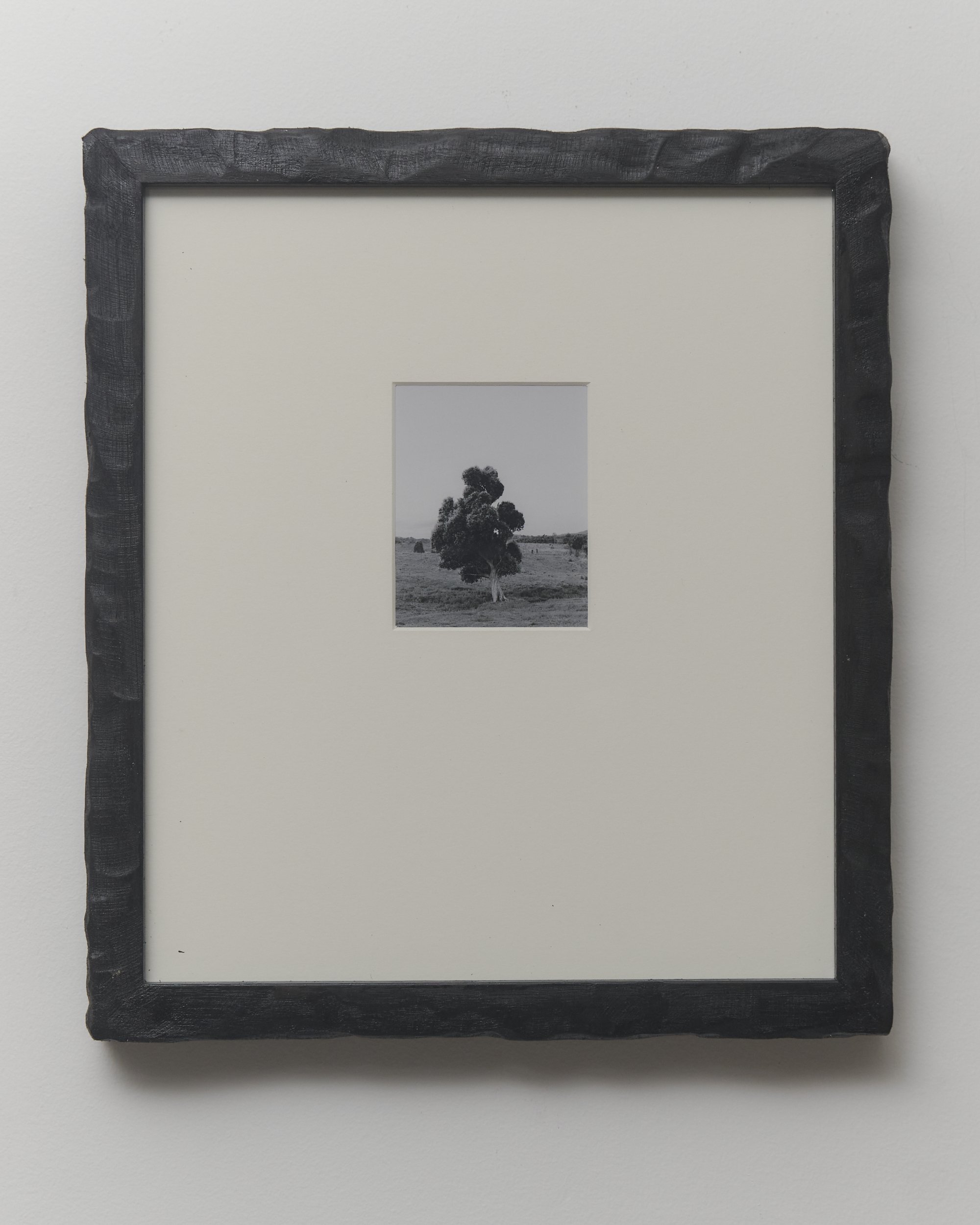 _TREES_LP_0010.jpg
