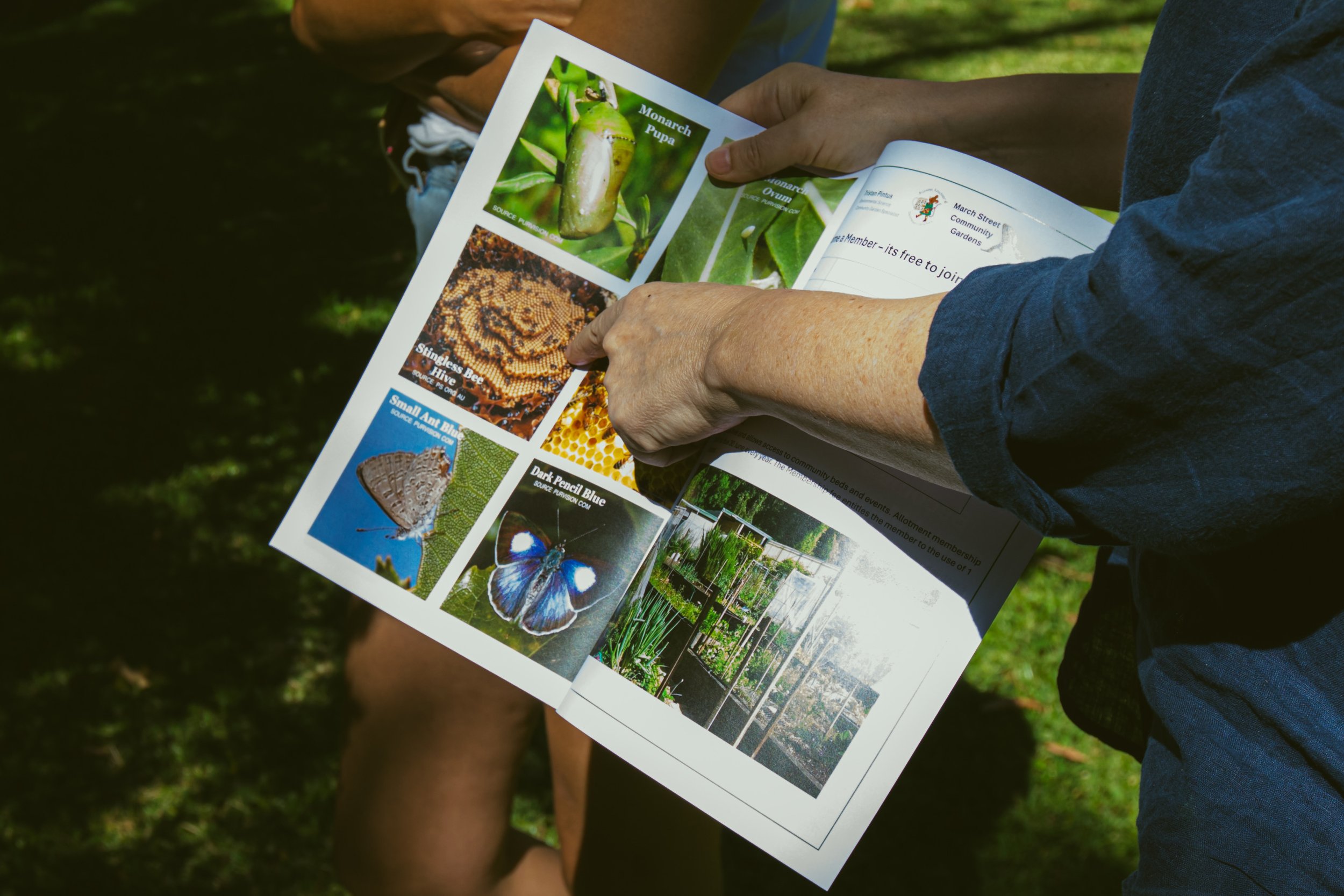 Person holding a brochure with photos of insects, plants, and a garden, outdoors on grass.