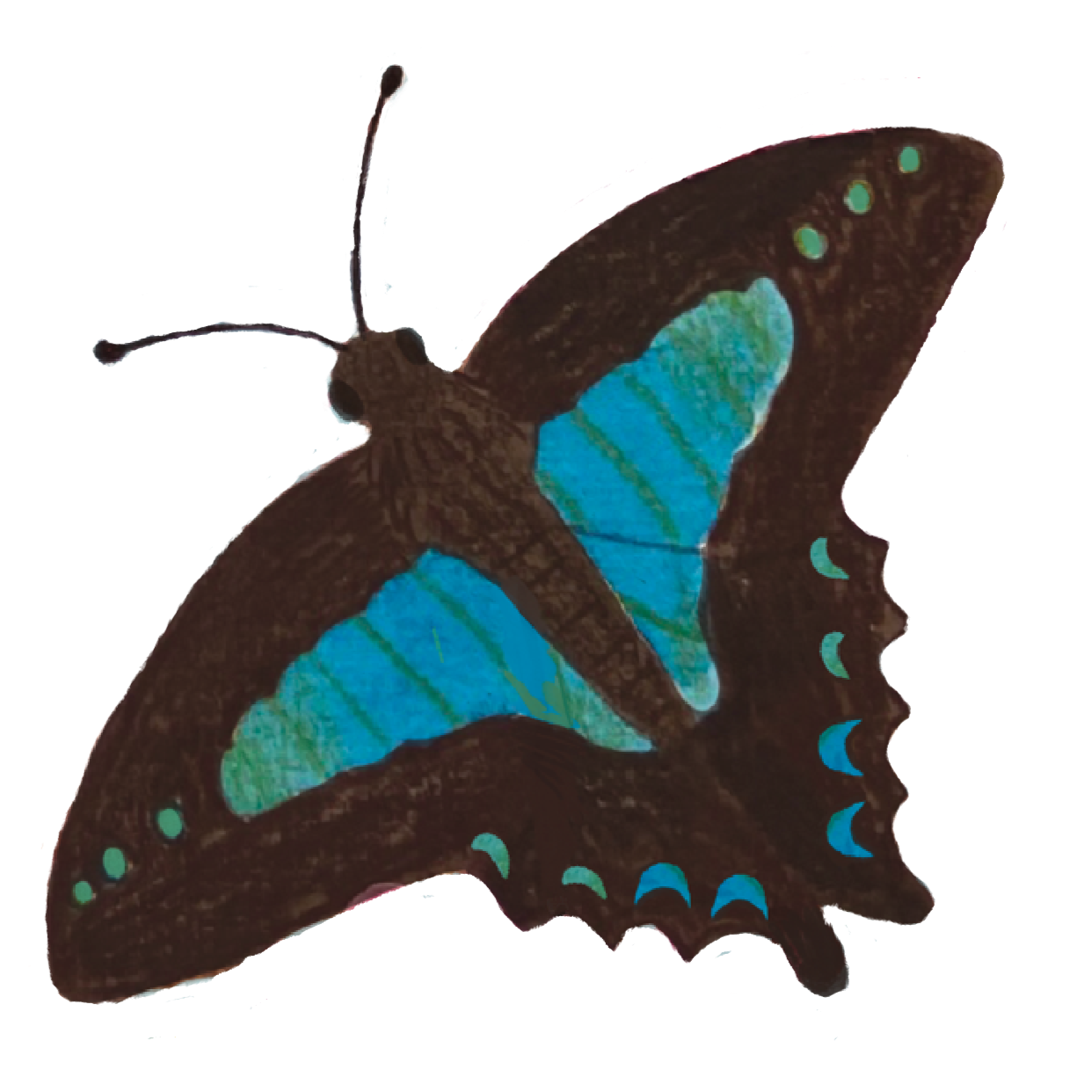 Illustration of a butterfly with vibrant blue and green wings, dark brown body.