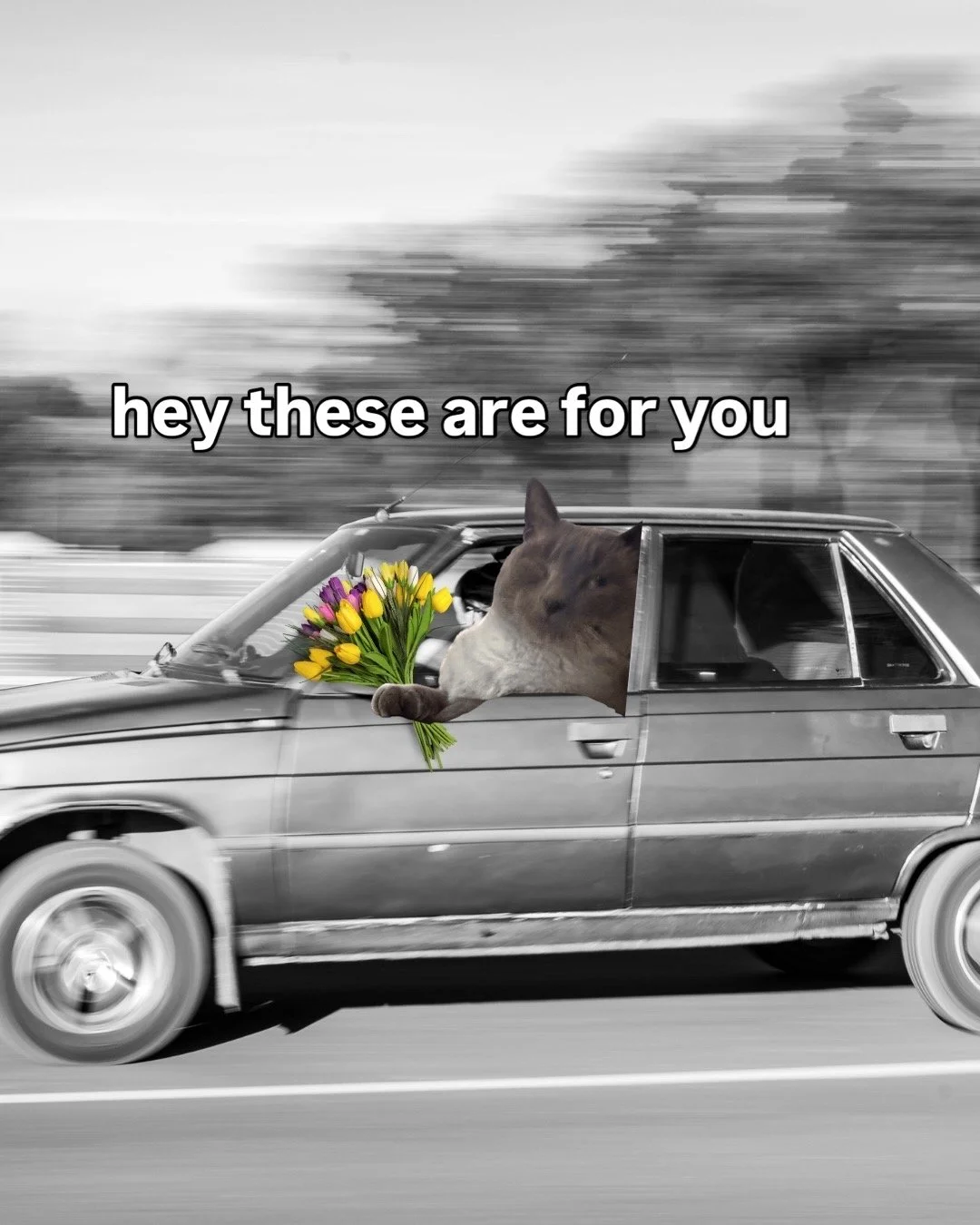 Personal Project: Leif Erikson Cat