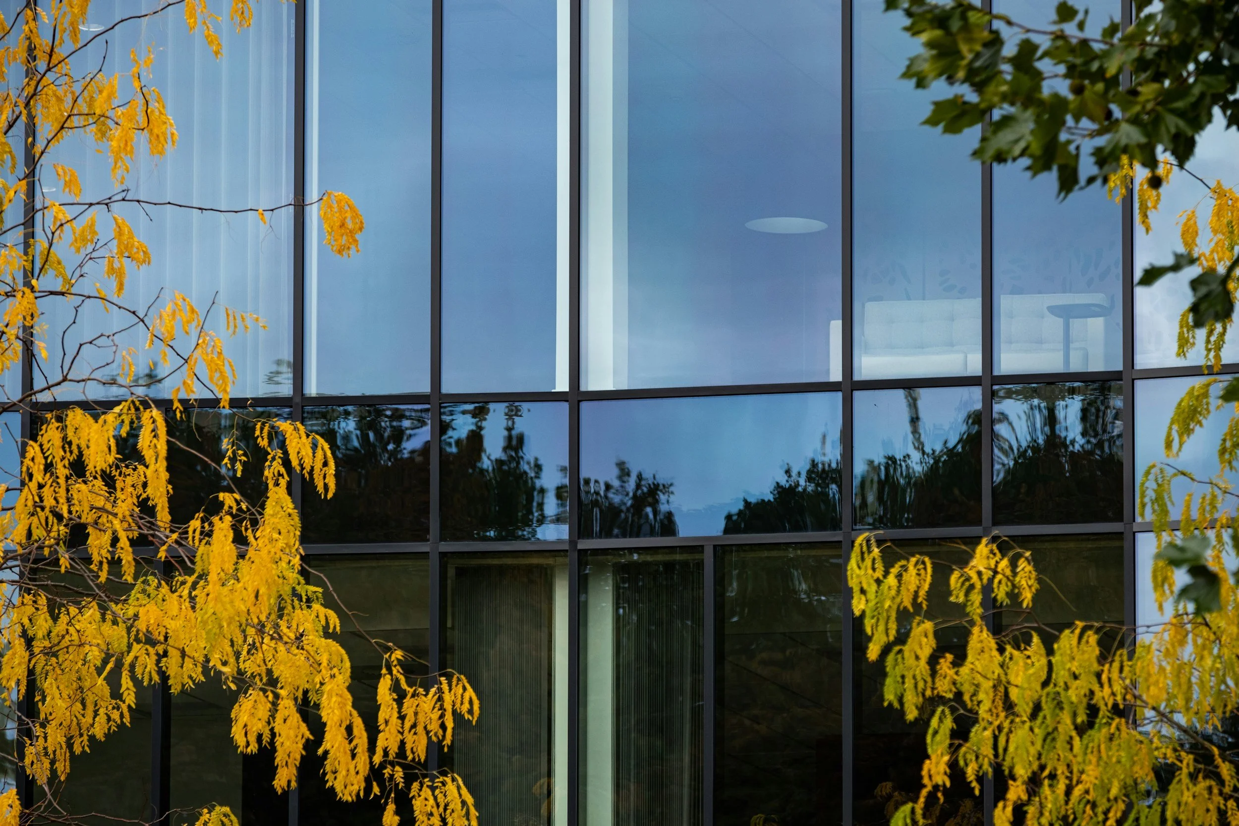Reflective glass windows of a modern building with yellow autumn leaves and a green tree in the foreground.