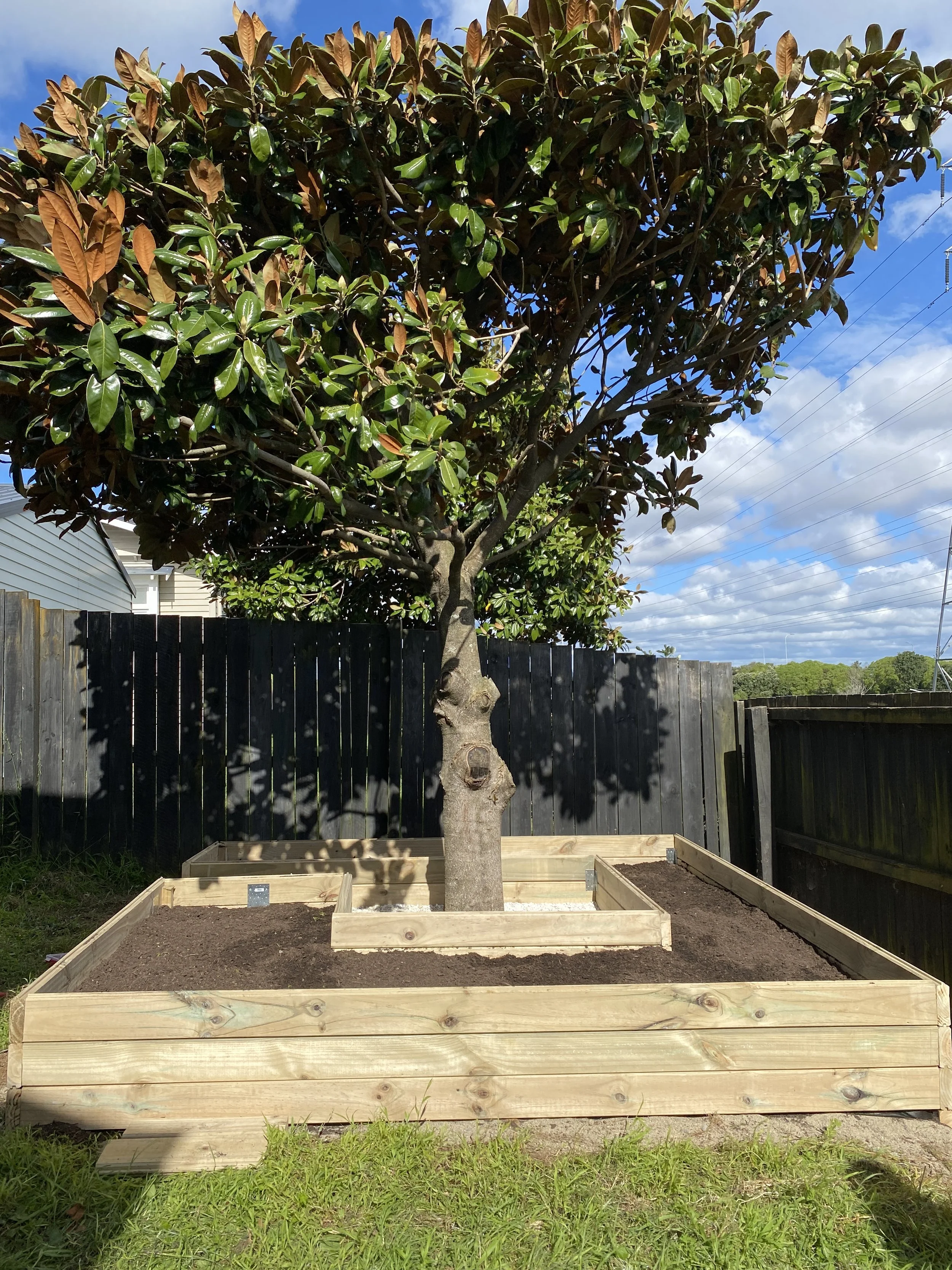 Custom planter box built around tree in Auckland outdoor area