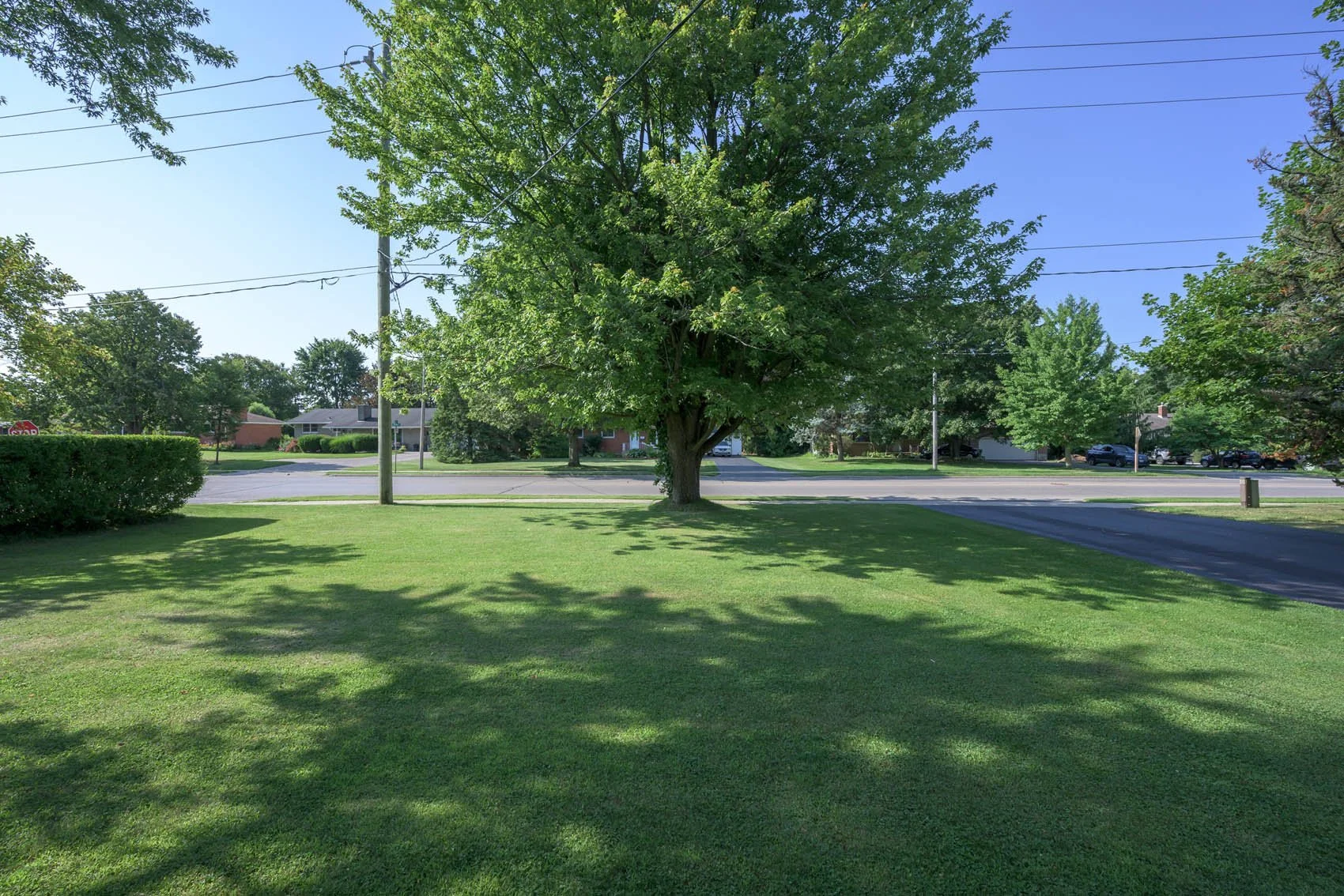 664-elm-006.jpg
