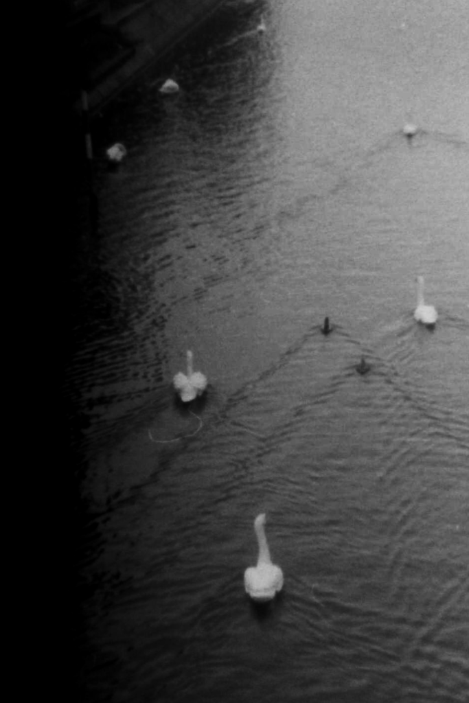 swans berlin II.png