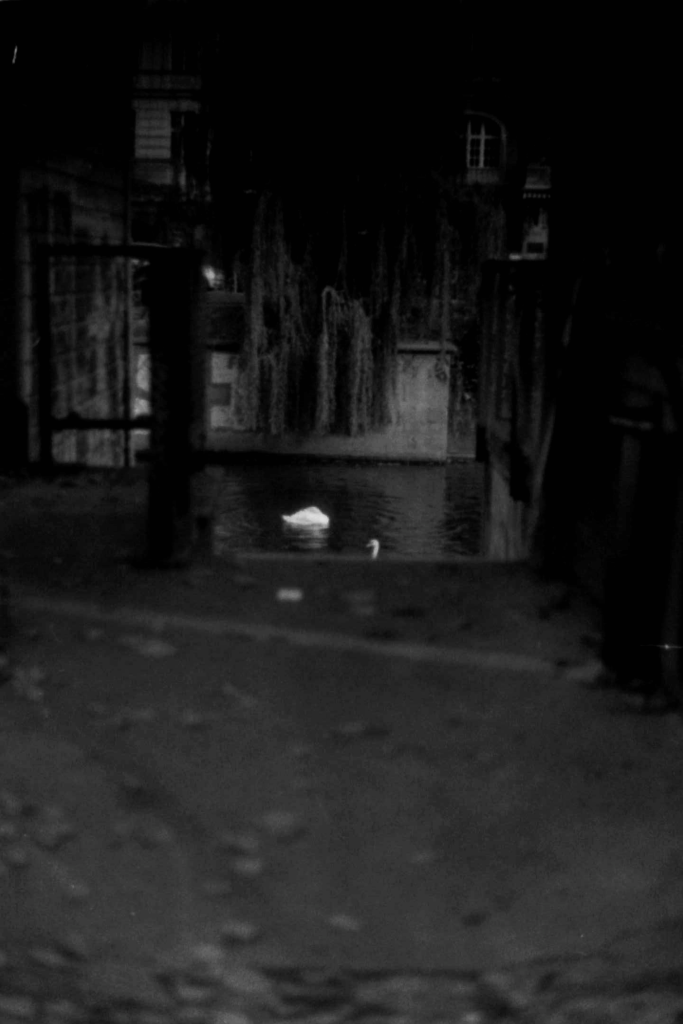 Swans berlin III.png