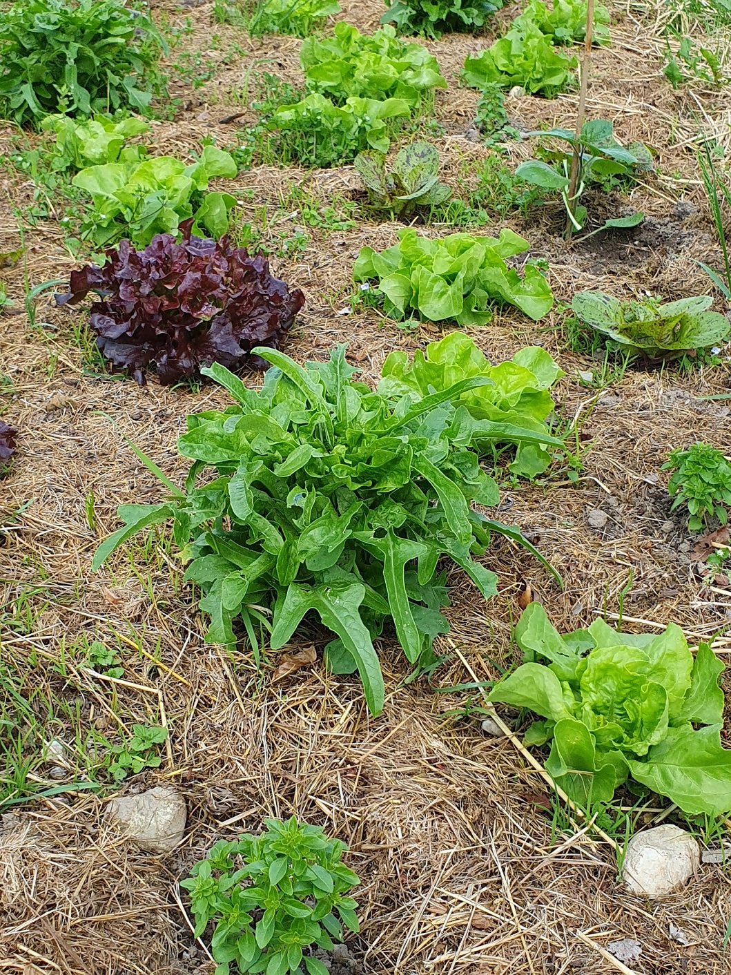 Garten-Salat.jpg