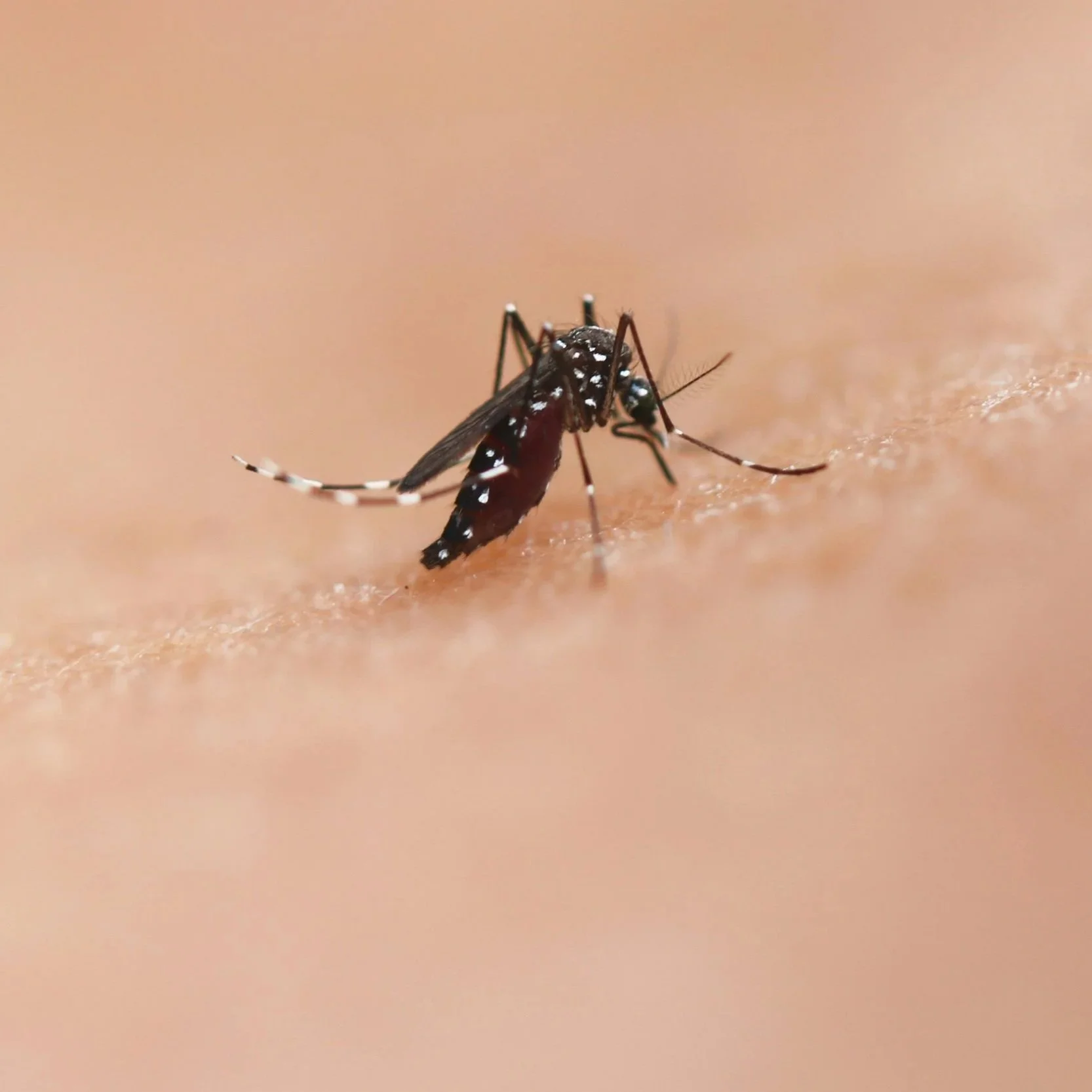 World Malaria Day 2026