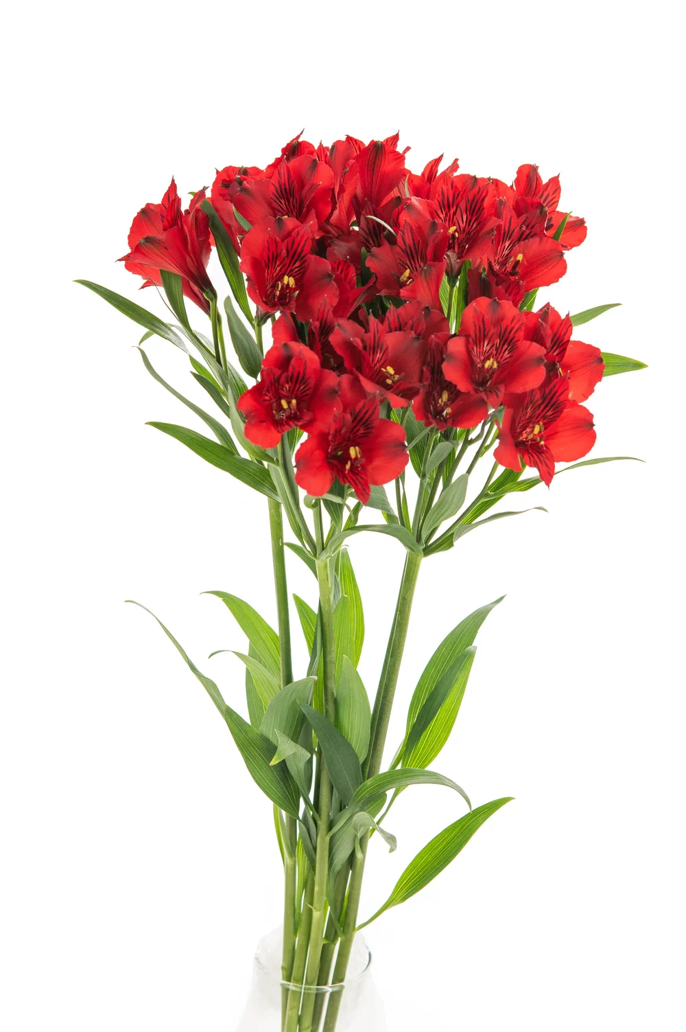 Alstroemeria red — Valleflor
