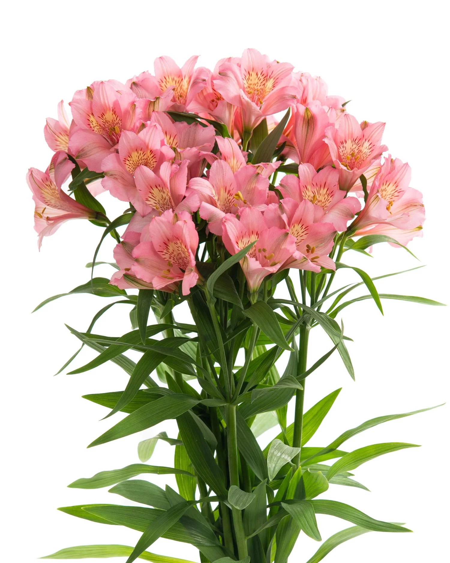 Alstroemeria Perfection — Valleflor