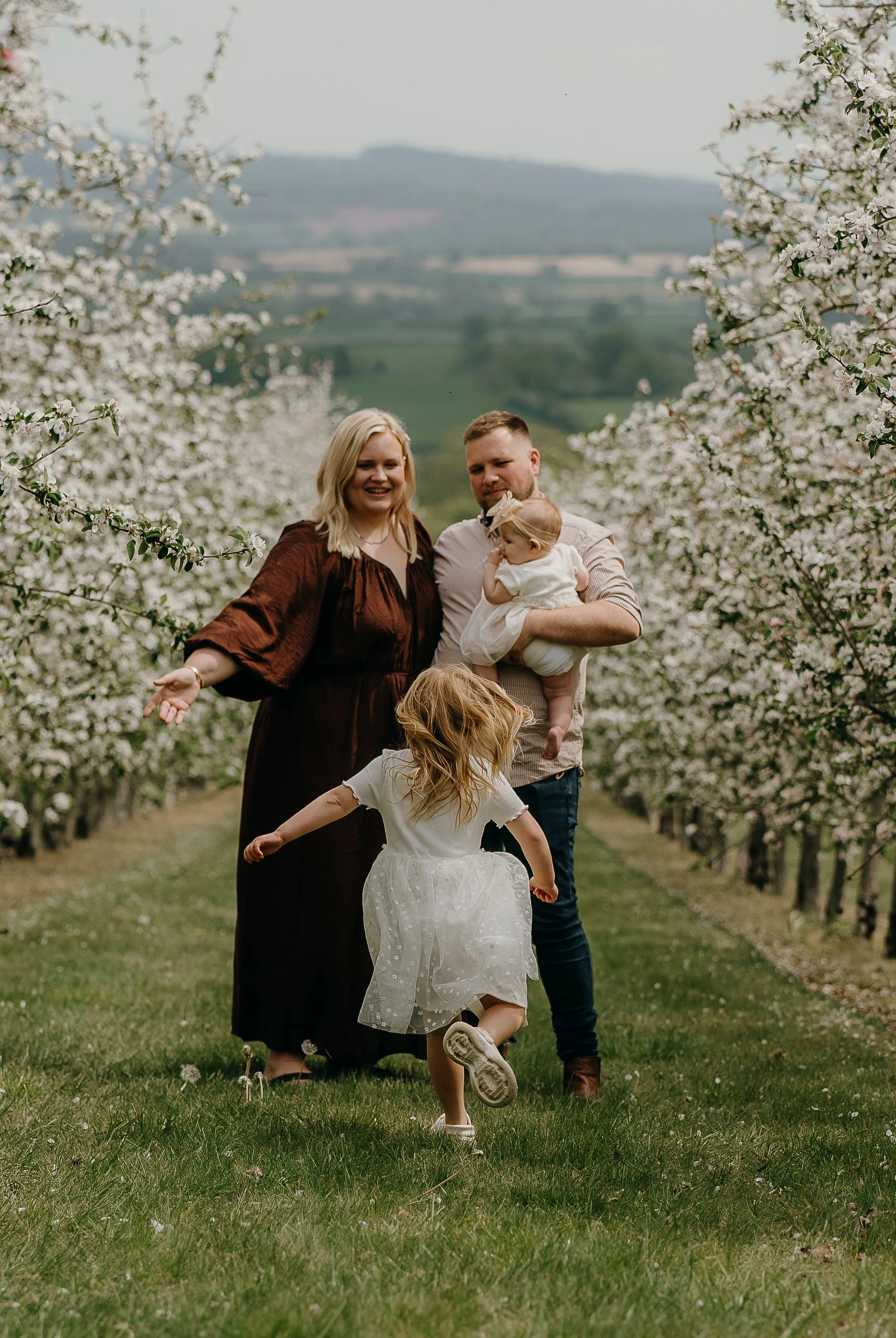 little girl in a white dress running to her parents and baby sister for a hug in the Herefordshire blossoming apple orchards