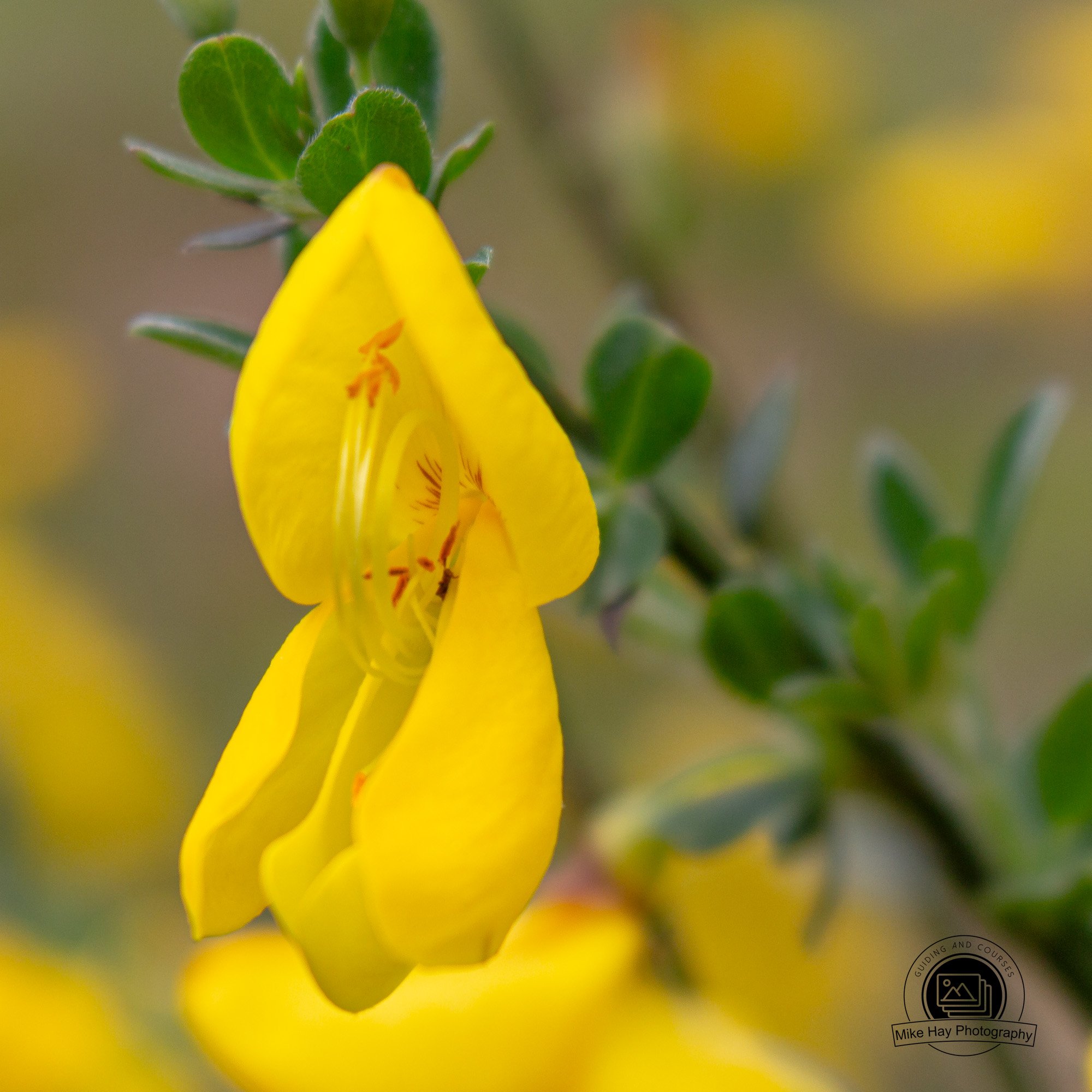 Macro-Gorse-Yellow-Background.jpg