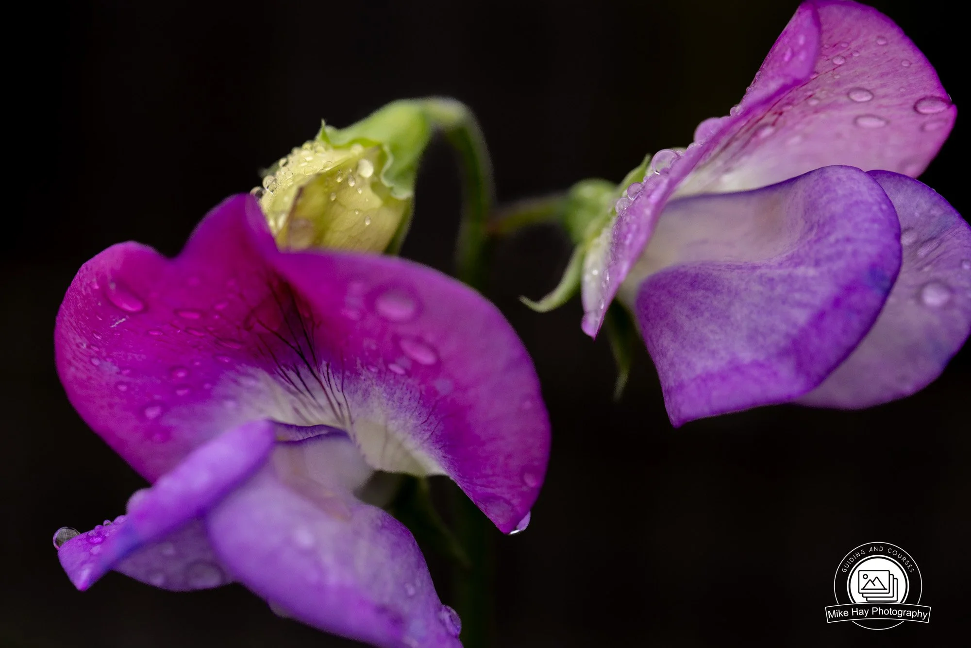 Macro-Sweet-Peas-On-Black.jpg