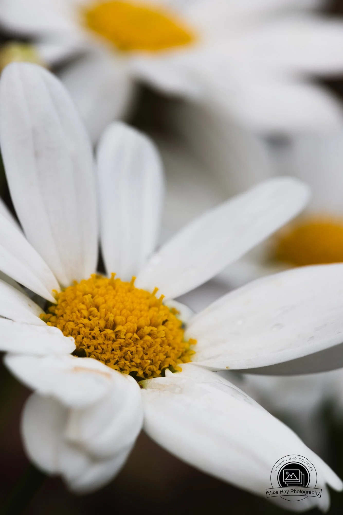Macro-Daisy.jpg