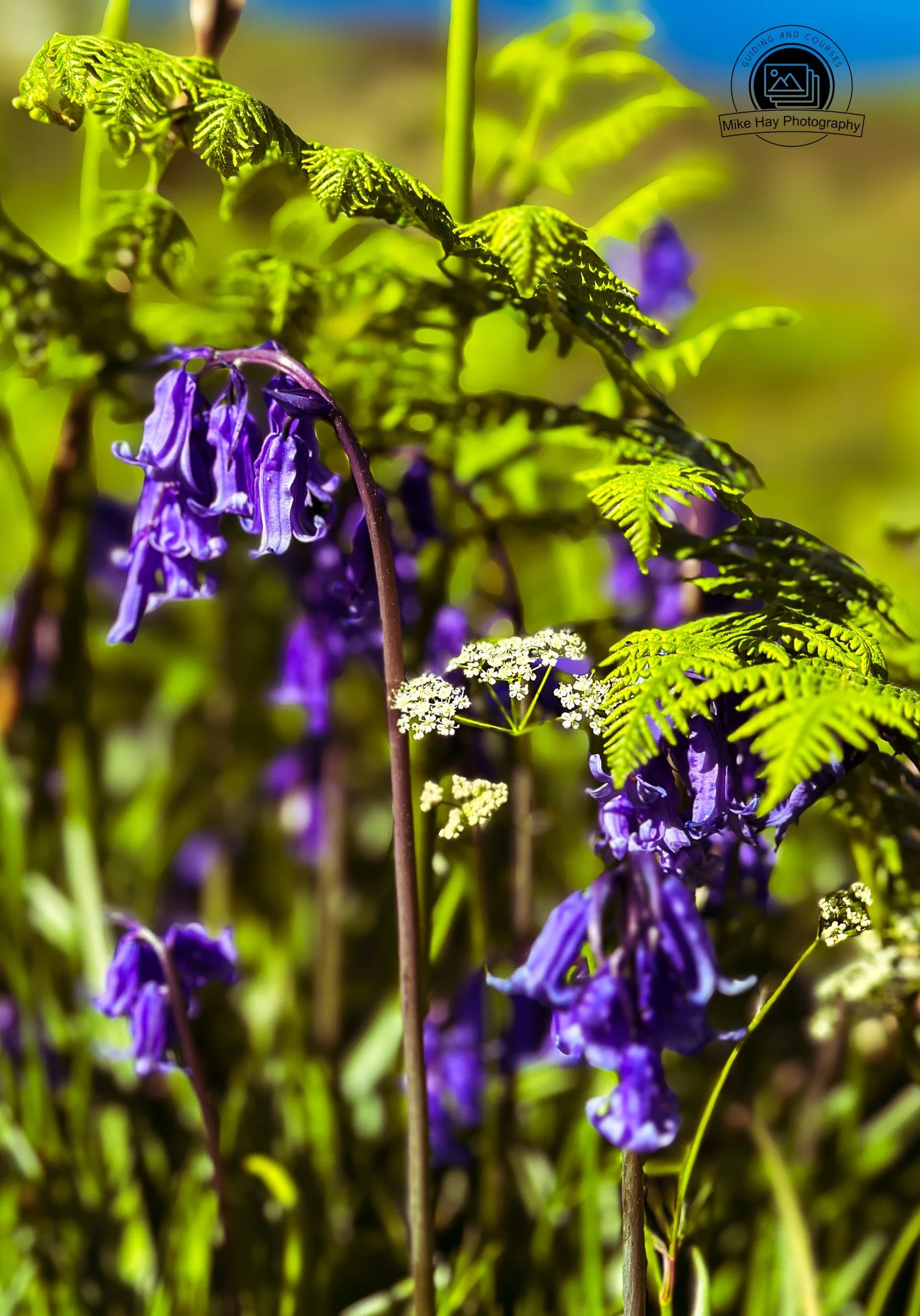 Bluebells.jpg
