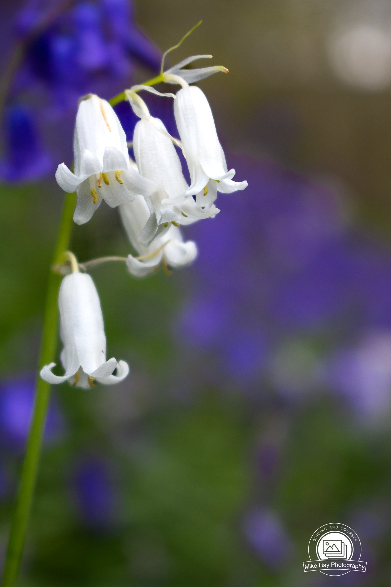 Macro-White-Bluebells-Purple-Background.jpg
