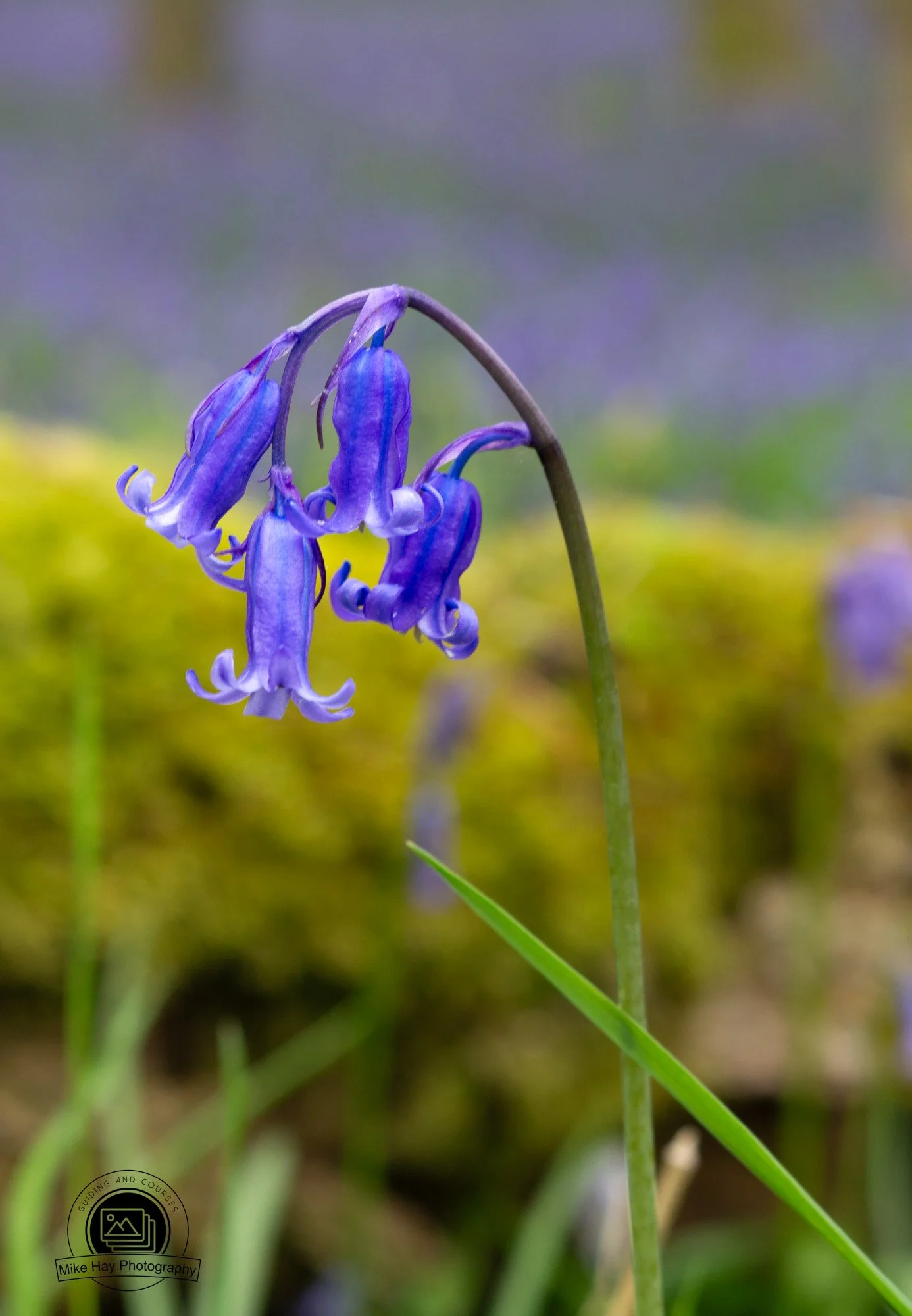 Macro-Bluebells-with-log.jpg