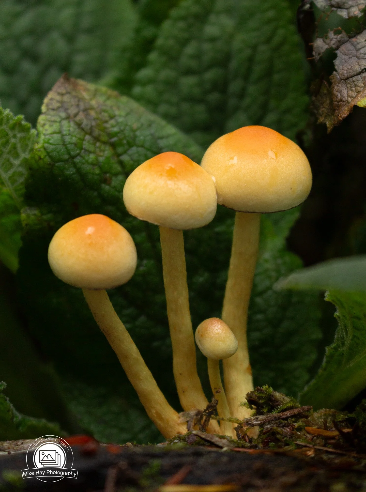 Macro-Sulphur-Tuft-Fungi-Row-of-Three.jpg