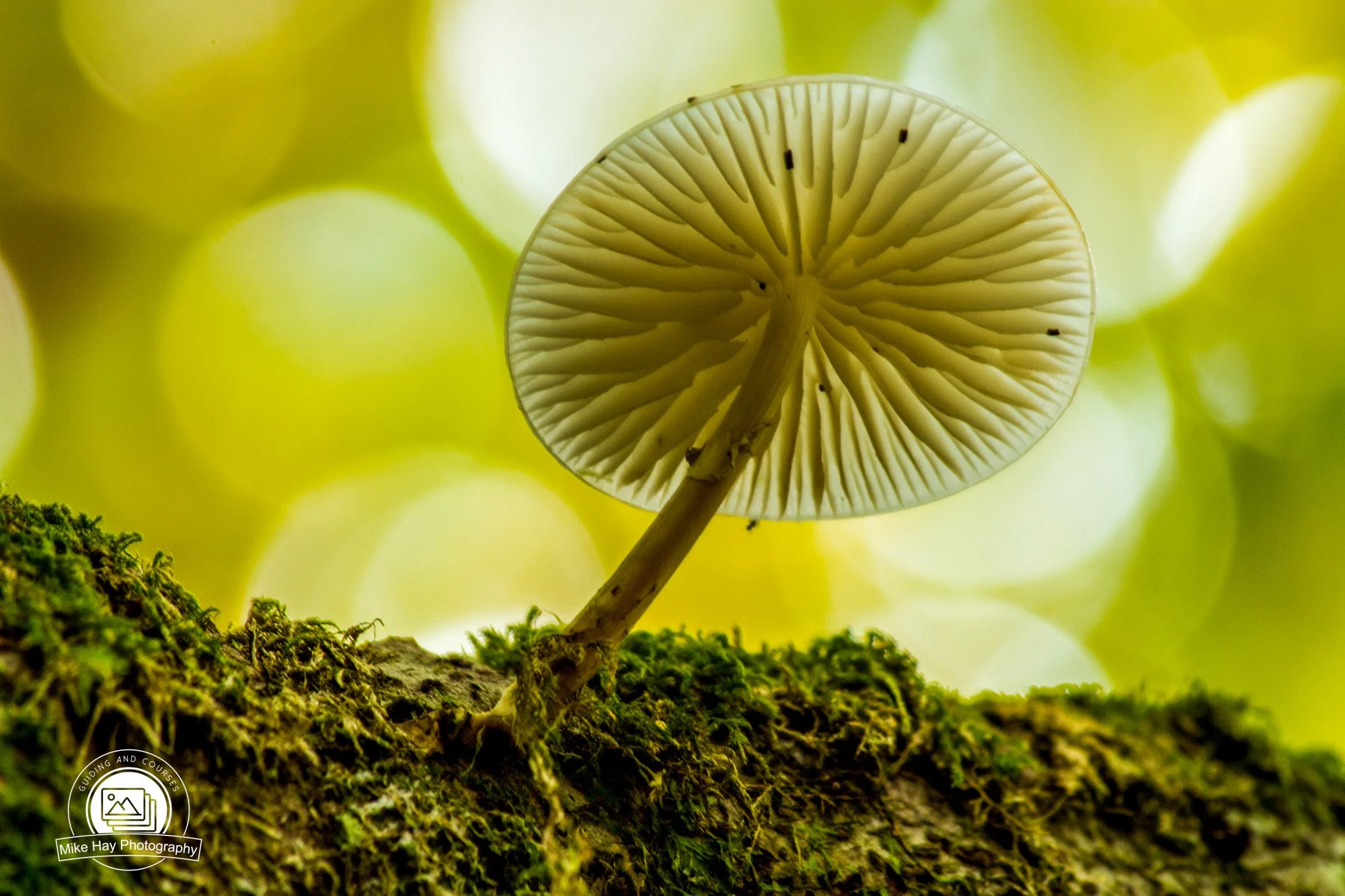 Macro-Porcelain-Mushroom-Autumn-Backlit.jpg