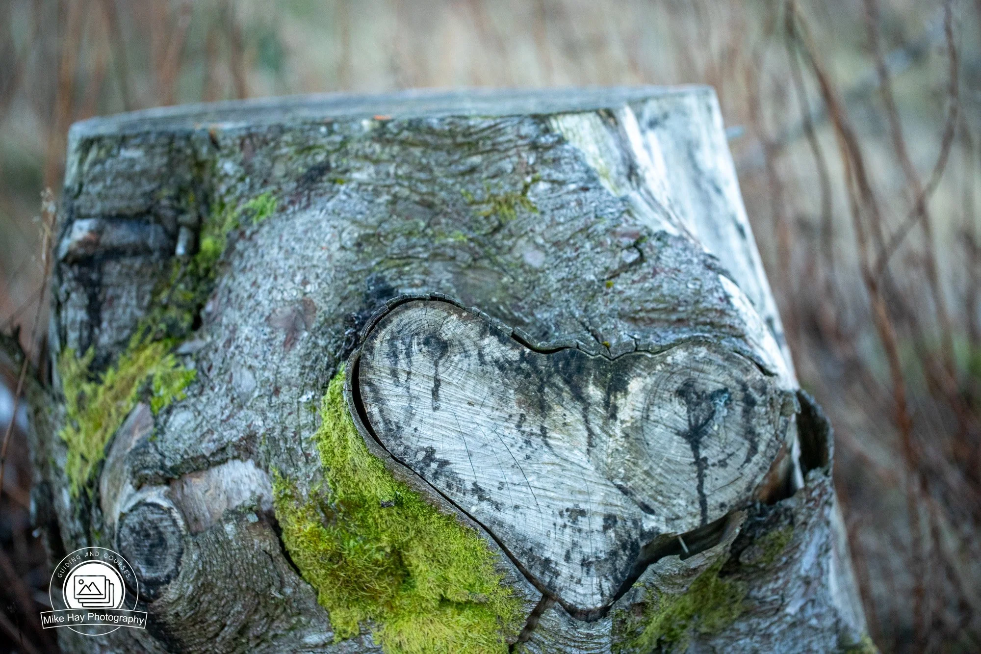 Macro-Tree-Stump-Heart.jpg