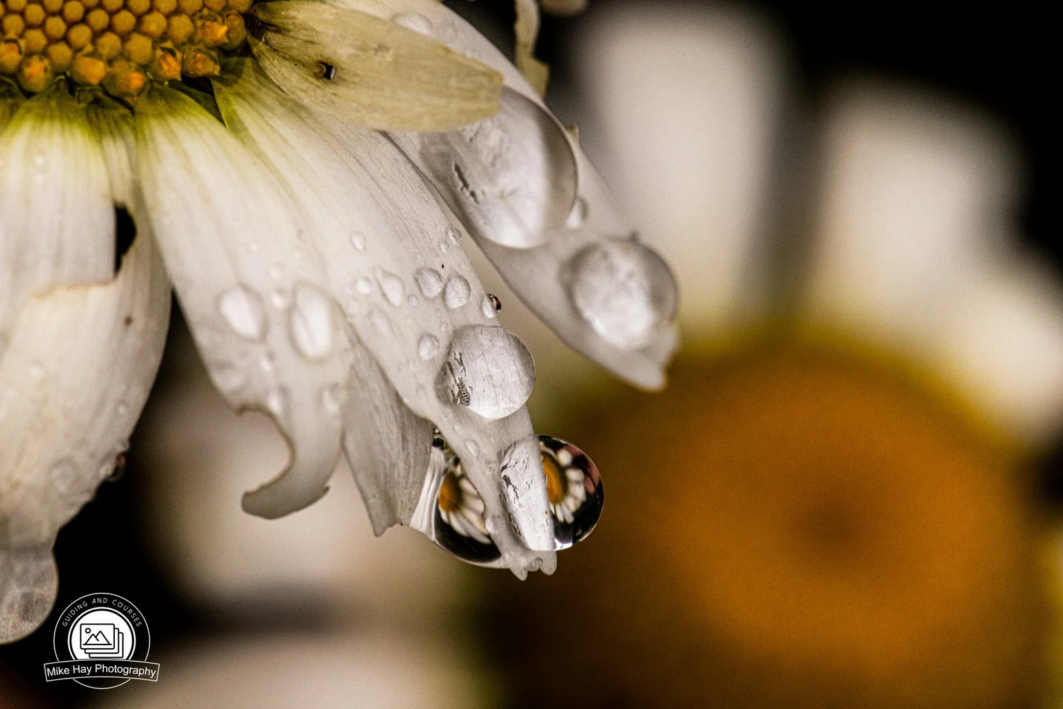 Seeing Differently – A Guide to Refraction Photography with a Lens Ball ...