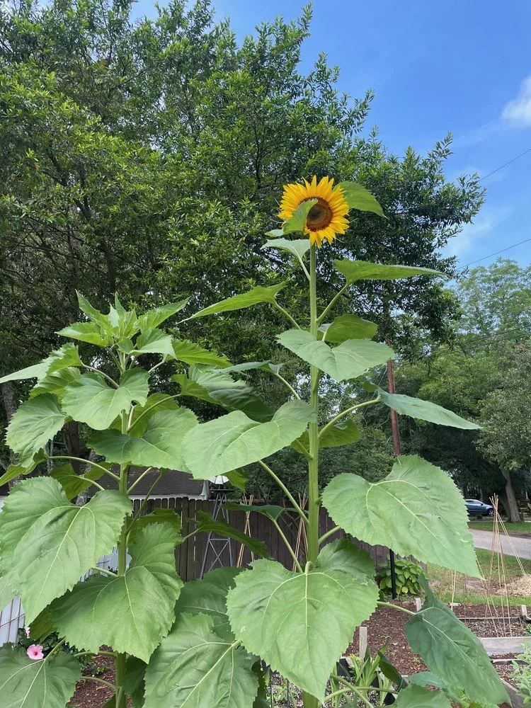 Mammoth Sunflowers