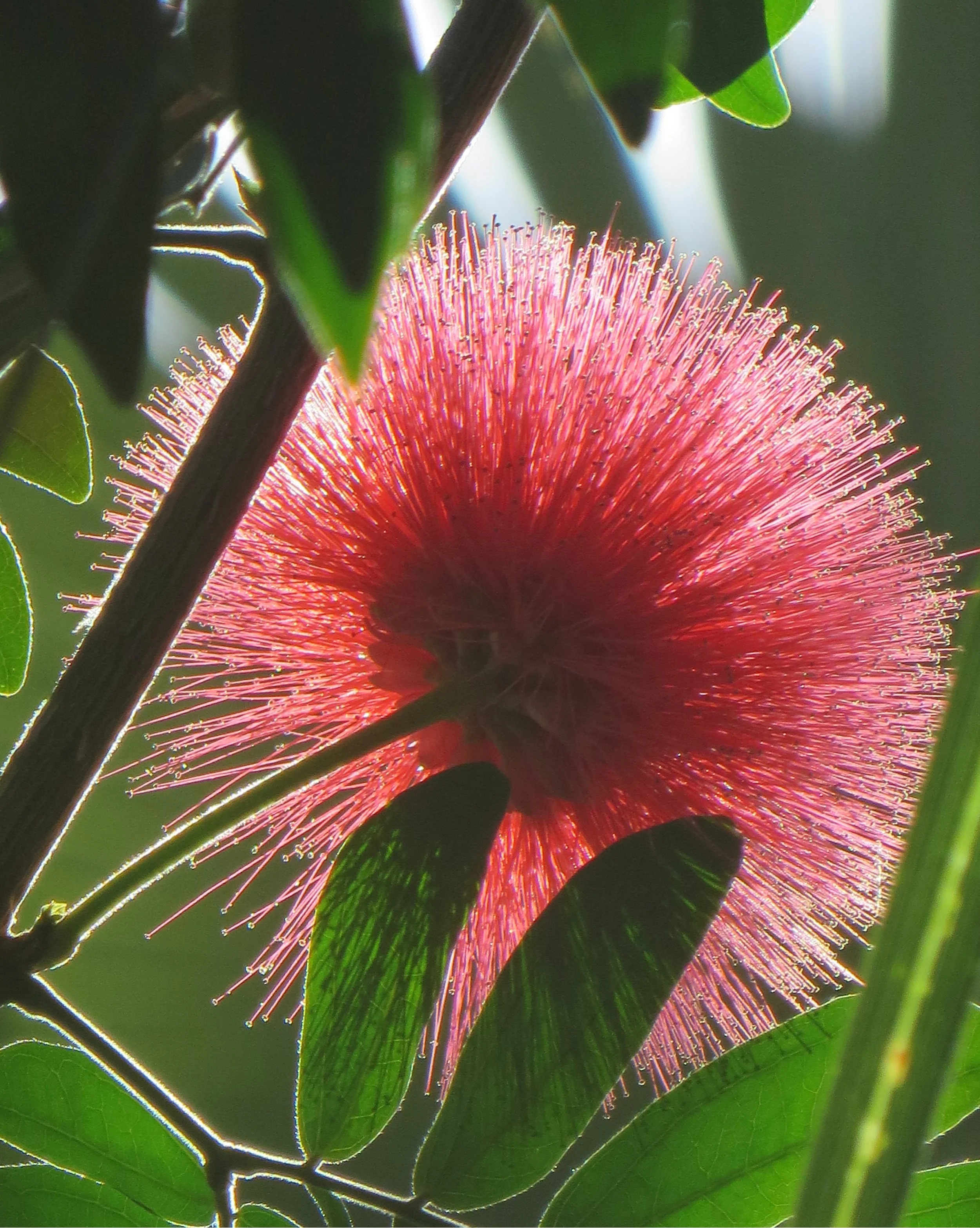 1-red powderpuff.JPG