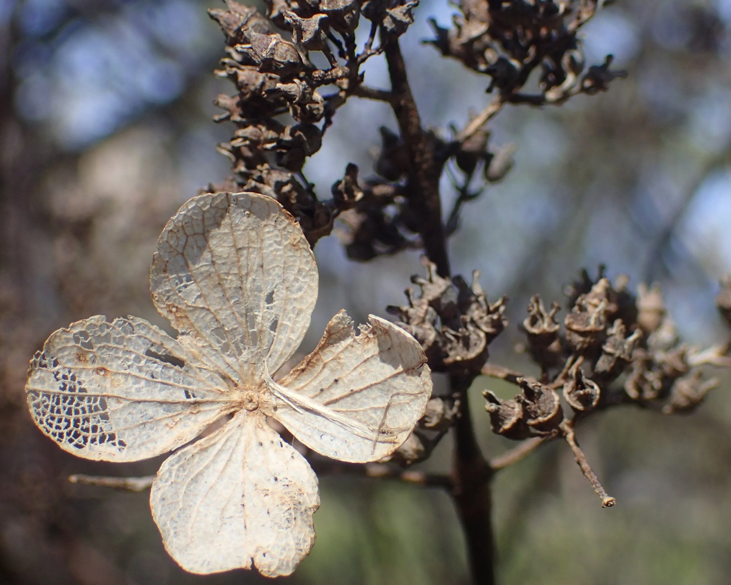 1-brown thorn w bloom.JPG