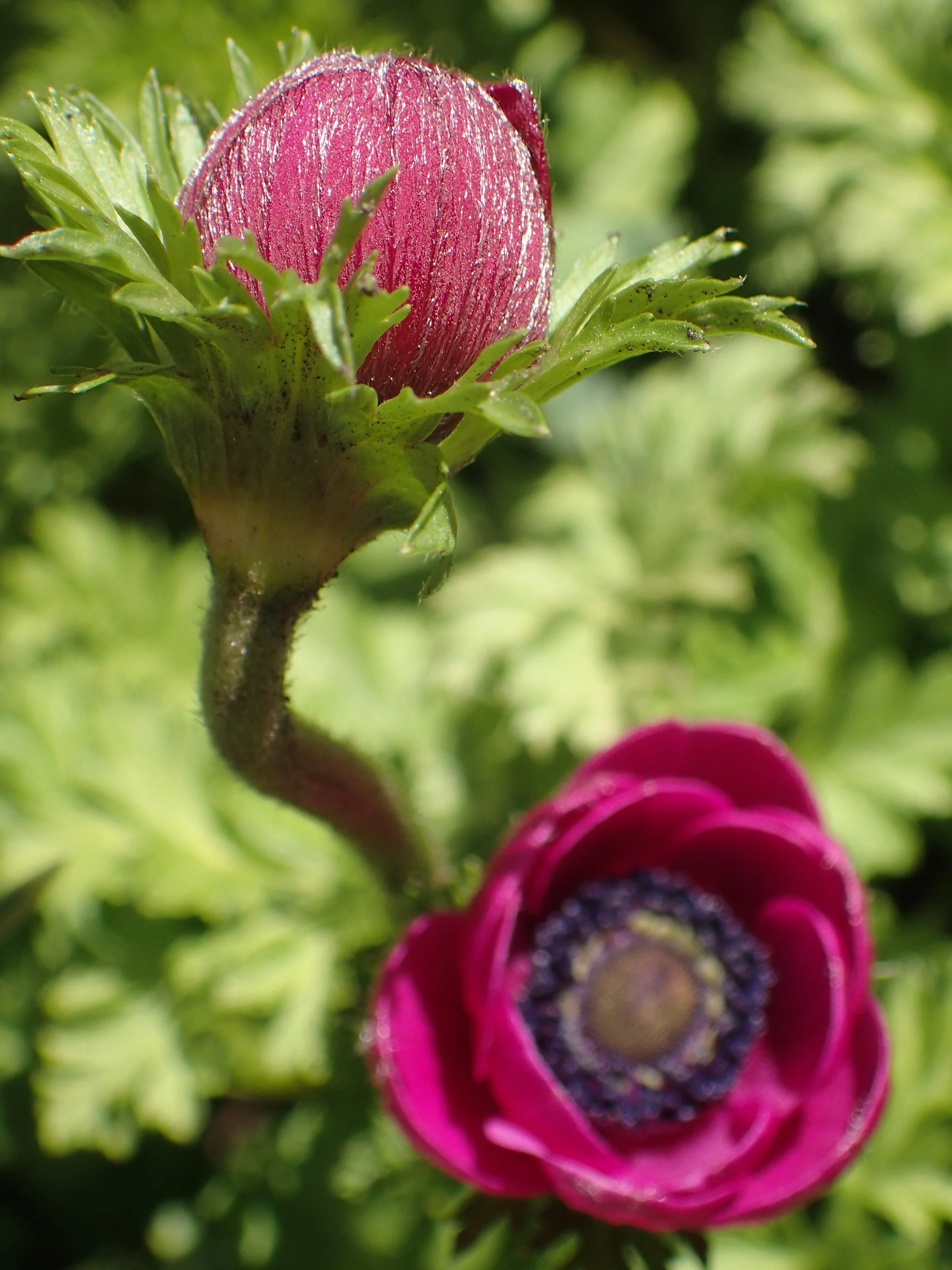 1-purple bud and bloom.JPG