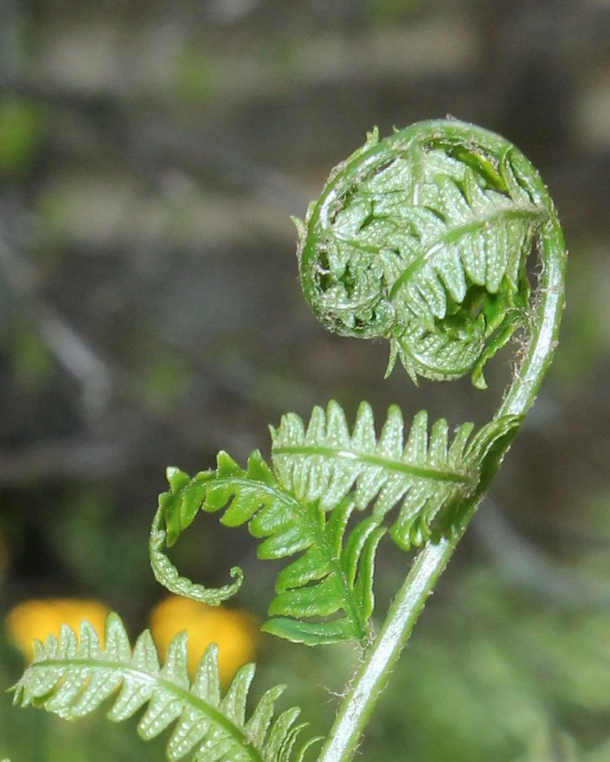 1-curly fern.JPG