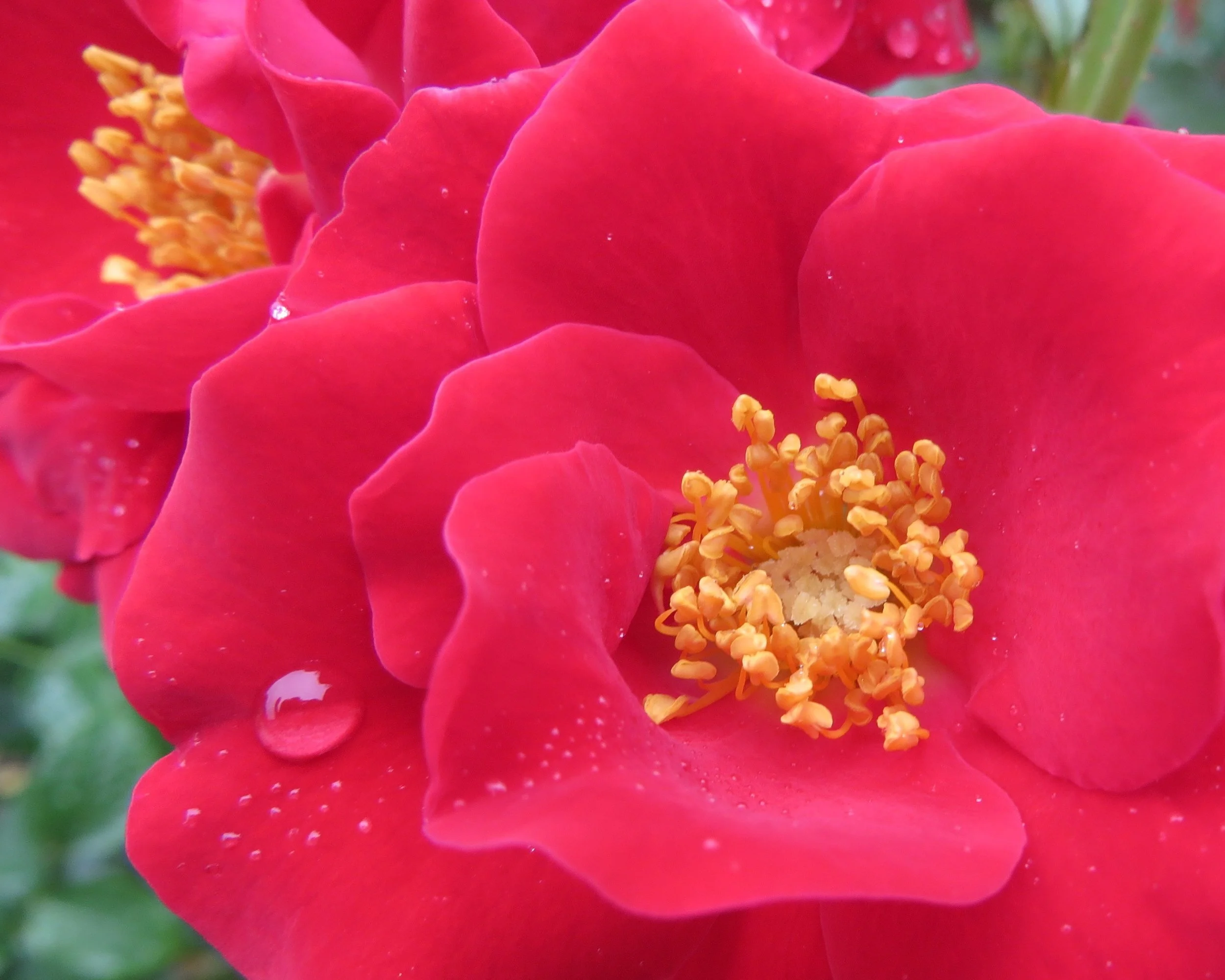 1-hot pink rose w droplet.JPG
