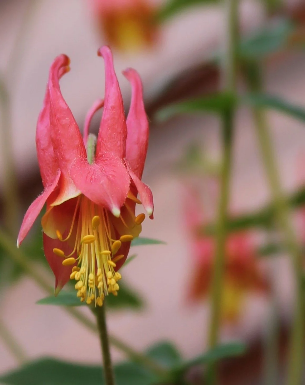 1-orange wildflower.JPG