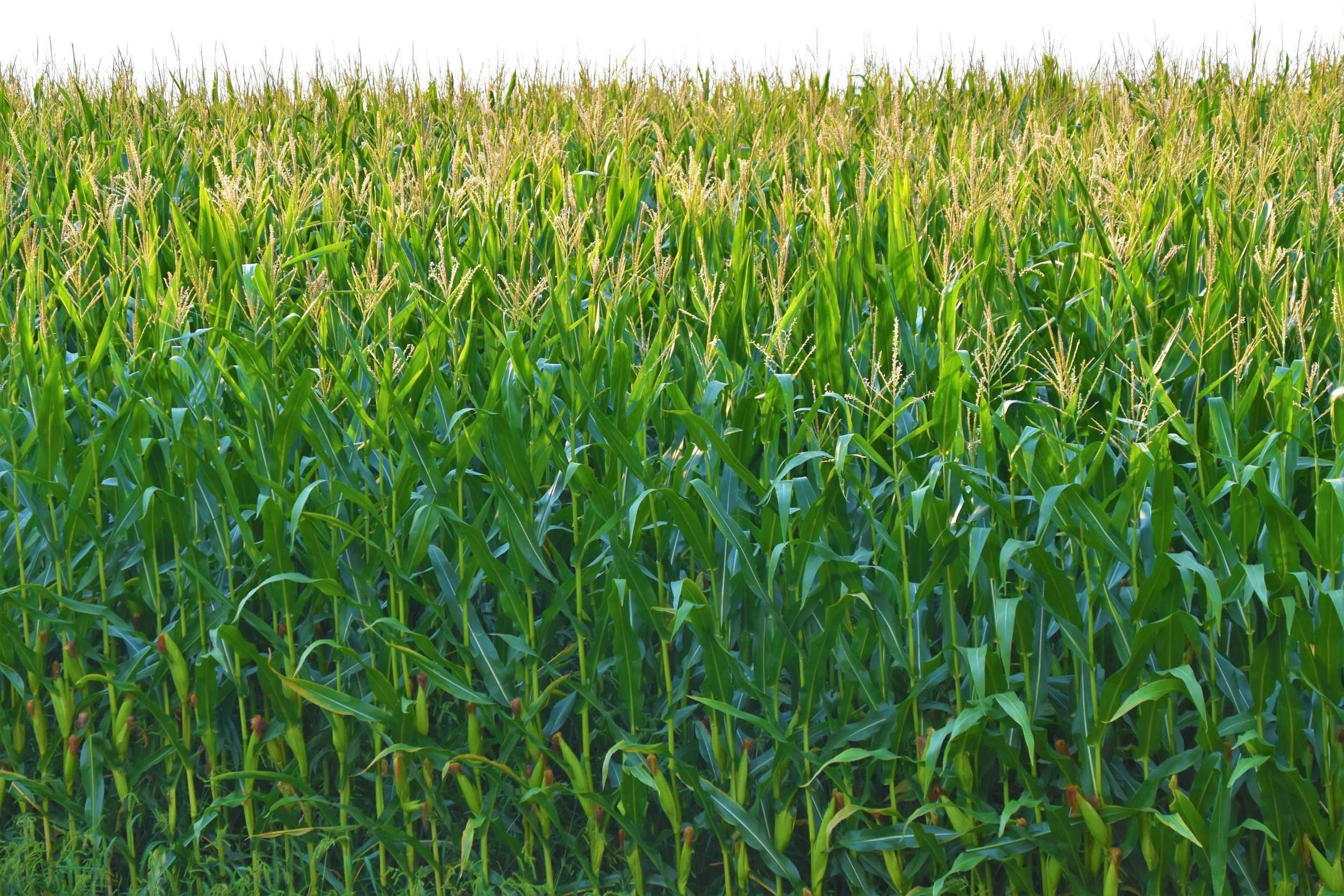U.S. Heading to Record Ag Trade Deficit
