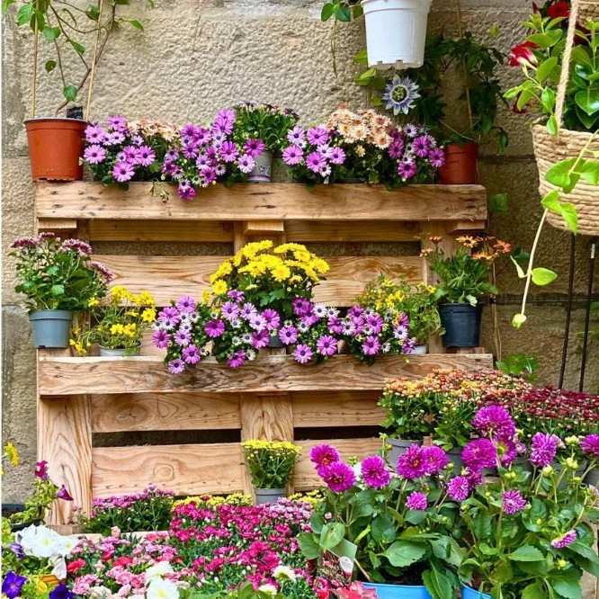 Flores variadas en estantes de madera