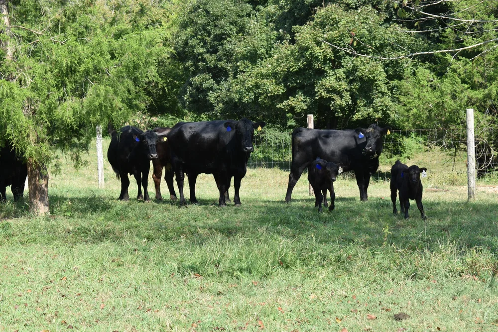 T Bar J Ranch Grass Fed, Grain Finished Beef Family Owned