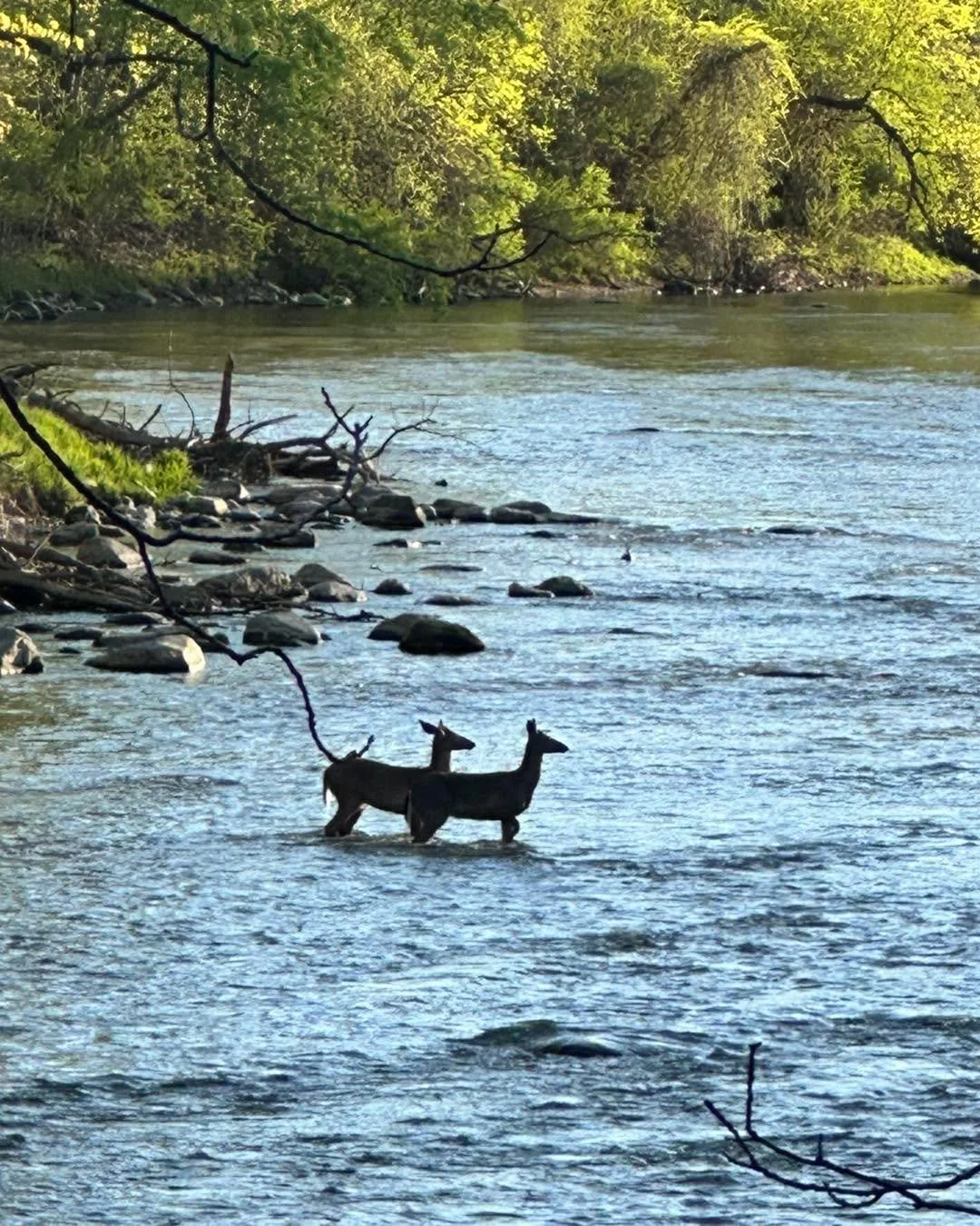 Built for the wild. Engineered for growth.

There&rsquo;s something about the outdoors that strips everything back to what matters. Early mornings. Quiet woods. The kind of clarity you don&rsquo;t find behind a desk.

At Black Light Unlimited, that&r