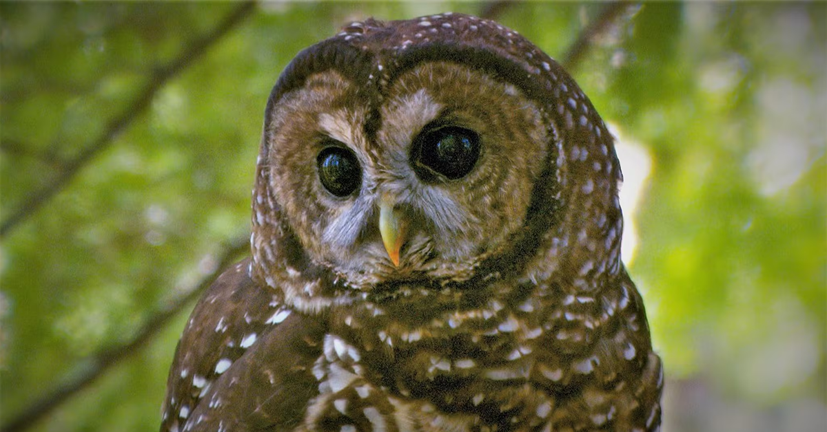 Trump administration seeks to reduce critical habitat for the spotted owl by millions of acres