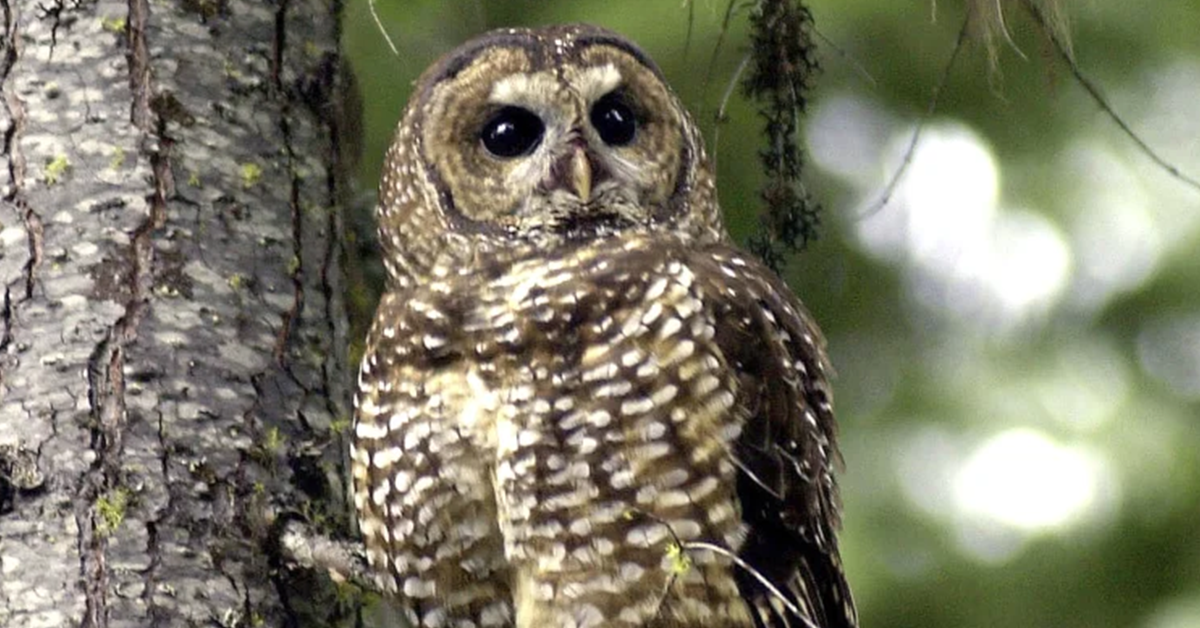 Conservationists sue to save spotted owl logging protections