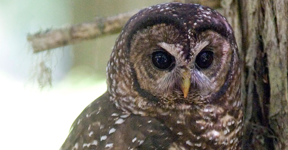 The return of the spotted-owl wars?