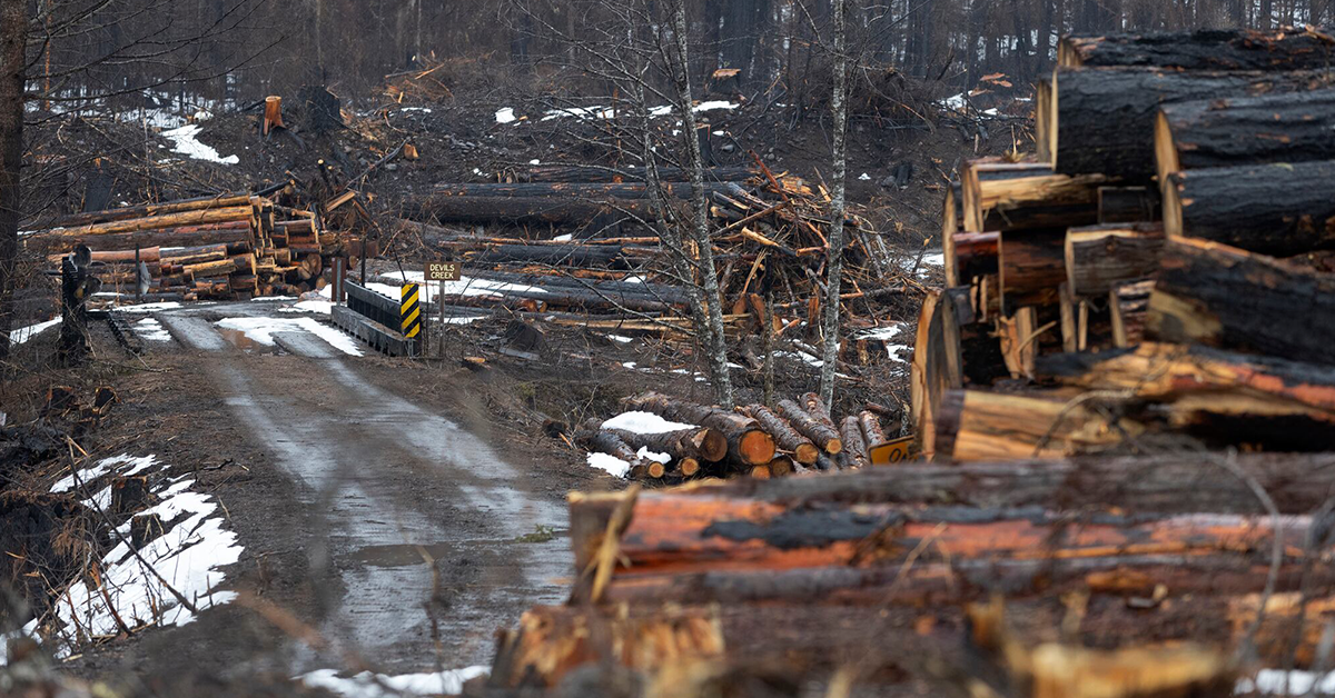 BLM agrees to reverse Trump administration post-fire logging rule