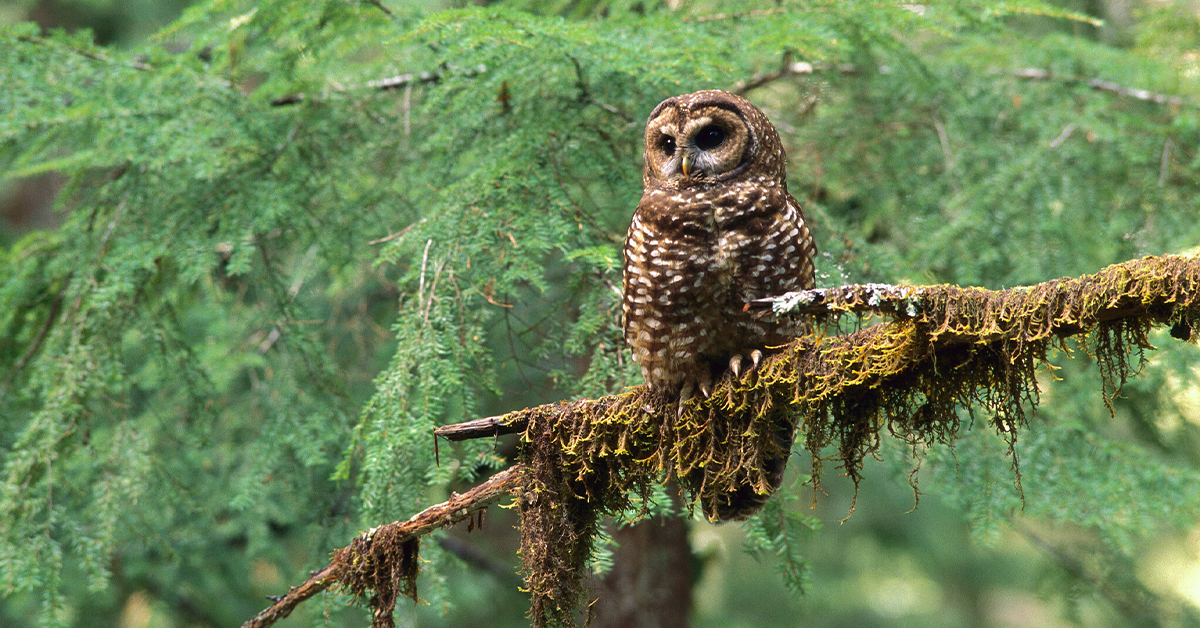 Trump Opens Habitat of a Threatened Owl to Timber Harvesting
