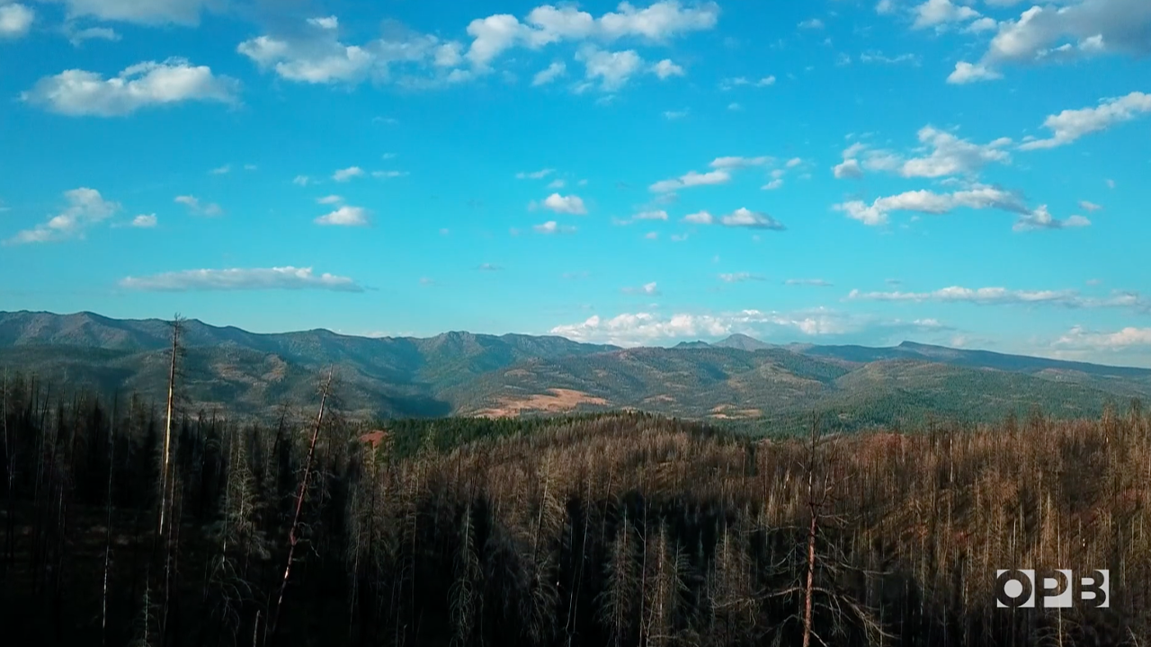 ‘Timber Wars’ episode 7: A way forward