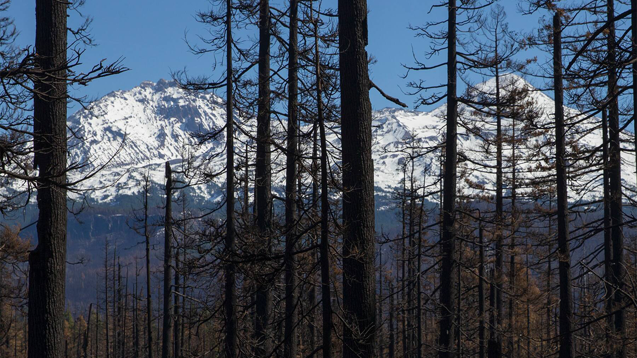 A timber sale in Oregon tests Biden’s pledge to protect older trees