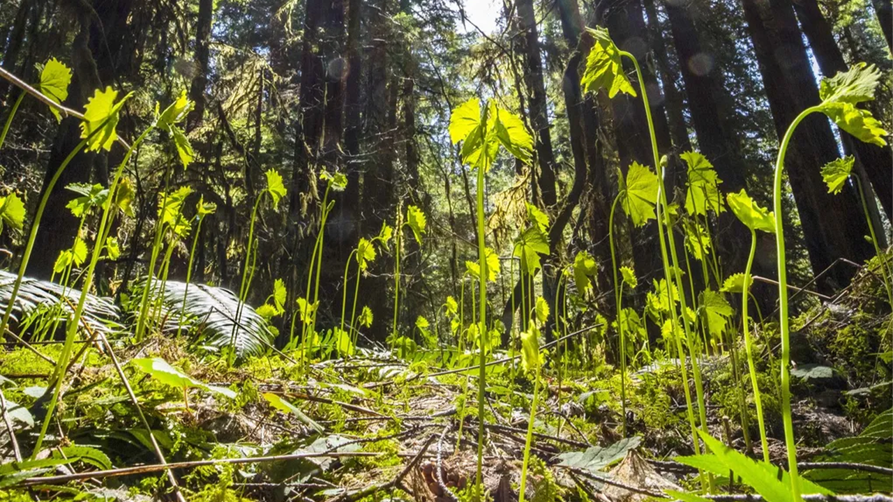 Biden’s executive order in Seattle spotlights importance of old-growth forests in fight against climate change
