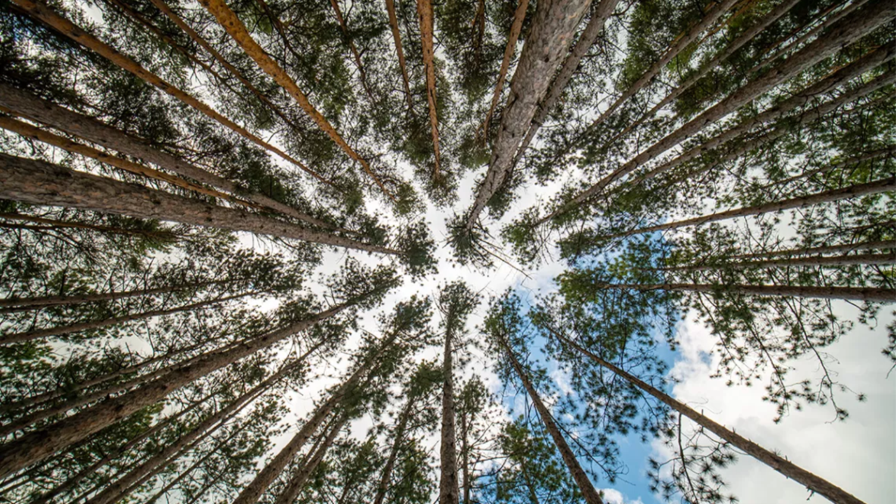 How the Inflation Reduction Act Helps Forests Help Us