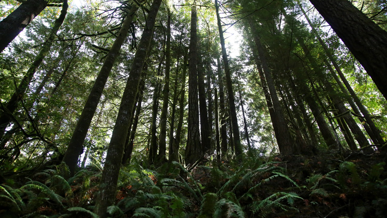 NW old growth forests get more protections under new federal plan