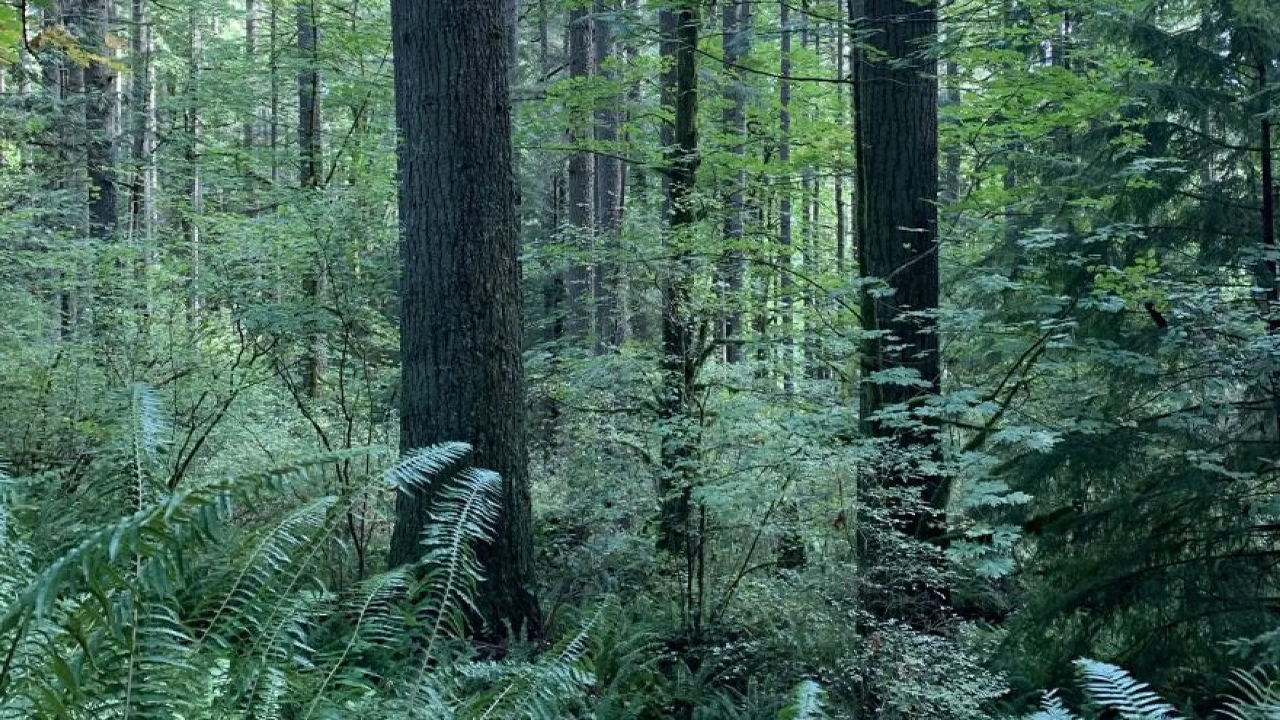 Reactions from PNW on nationwide directive to protect old-growth forests