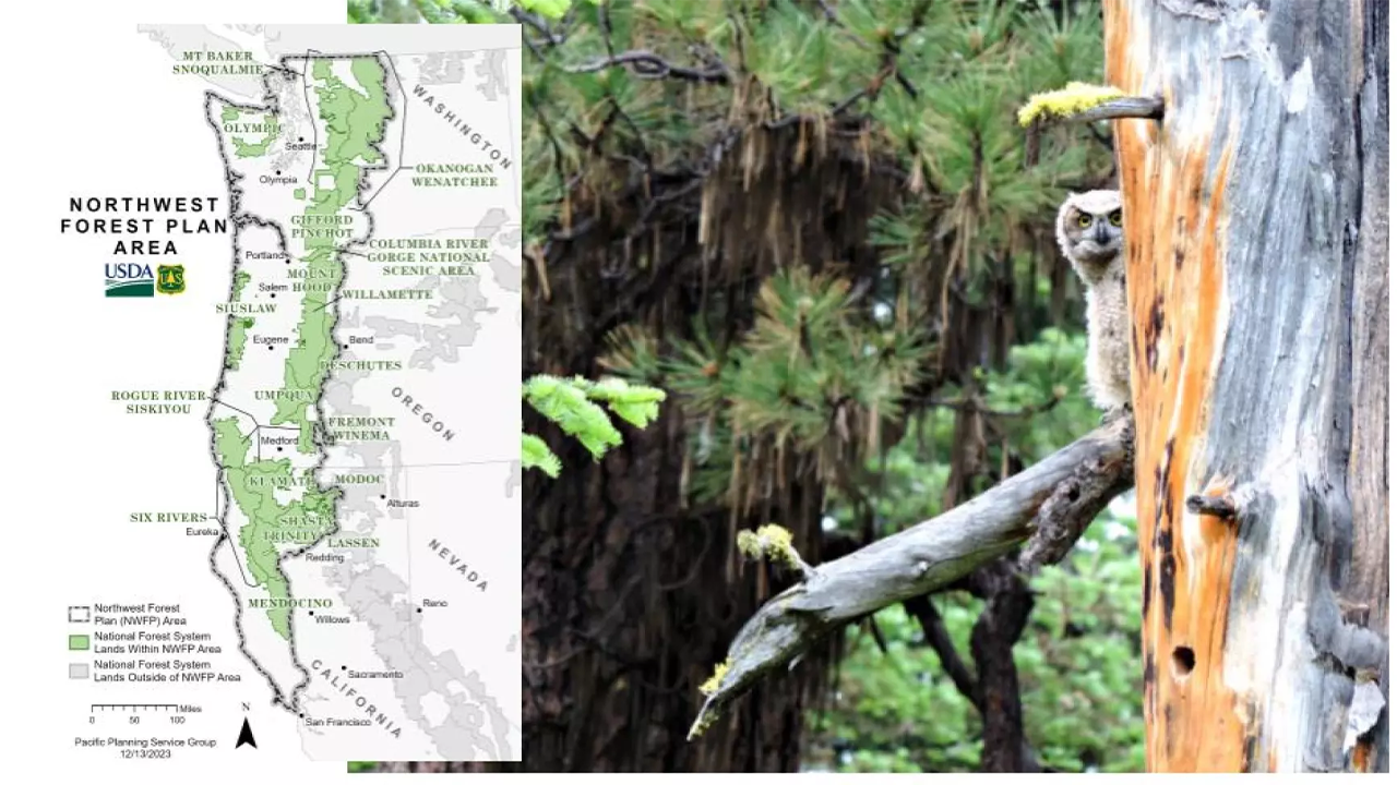 Forest Service embarks on process to amend Northwest Forest Plan